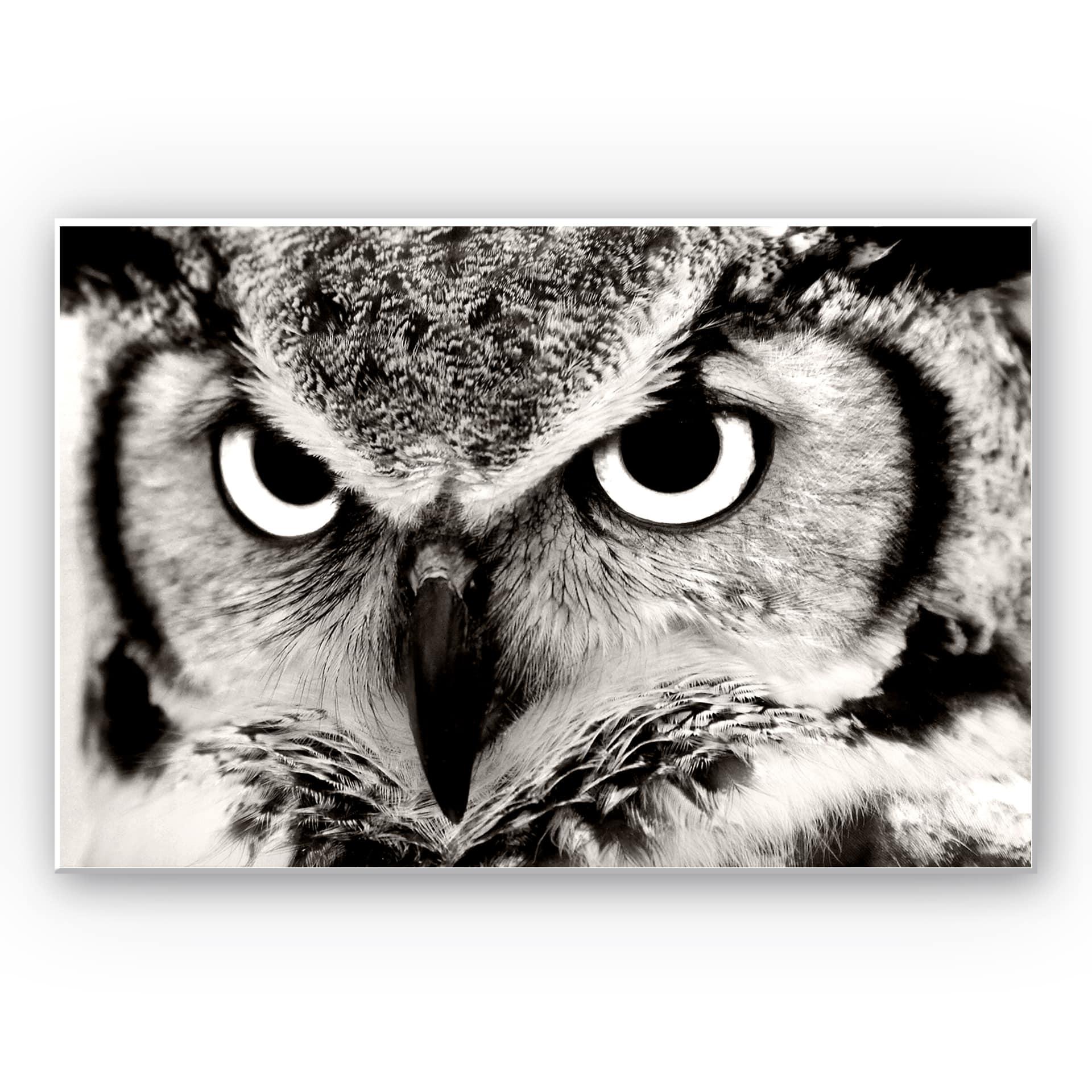 Tableau Forex - Fier hibou