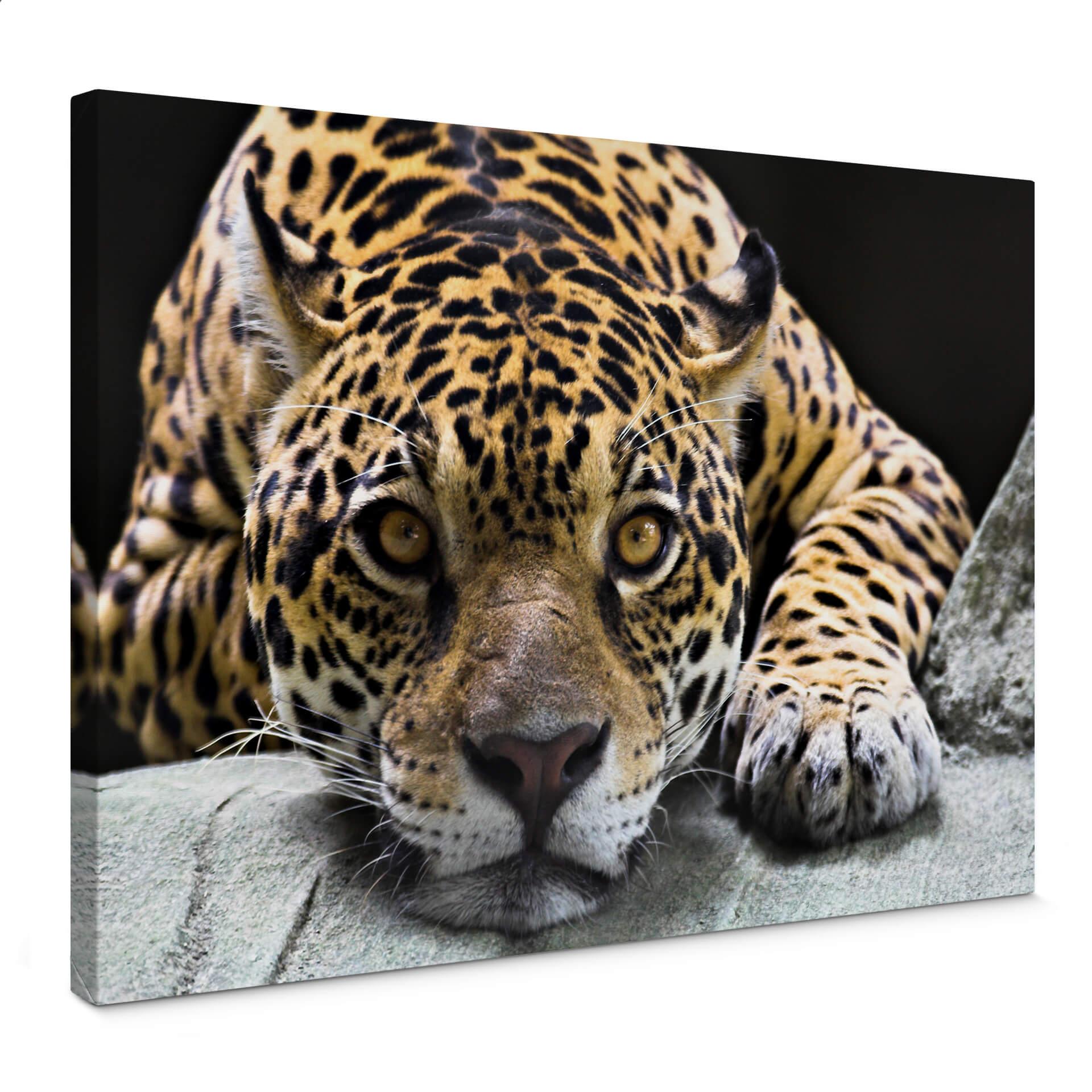 Jaguar - Lærredsprint