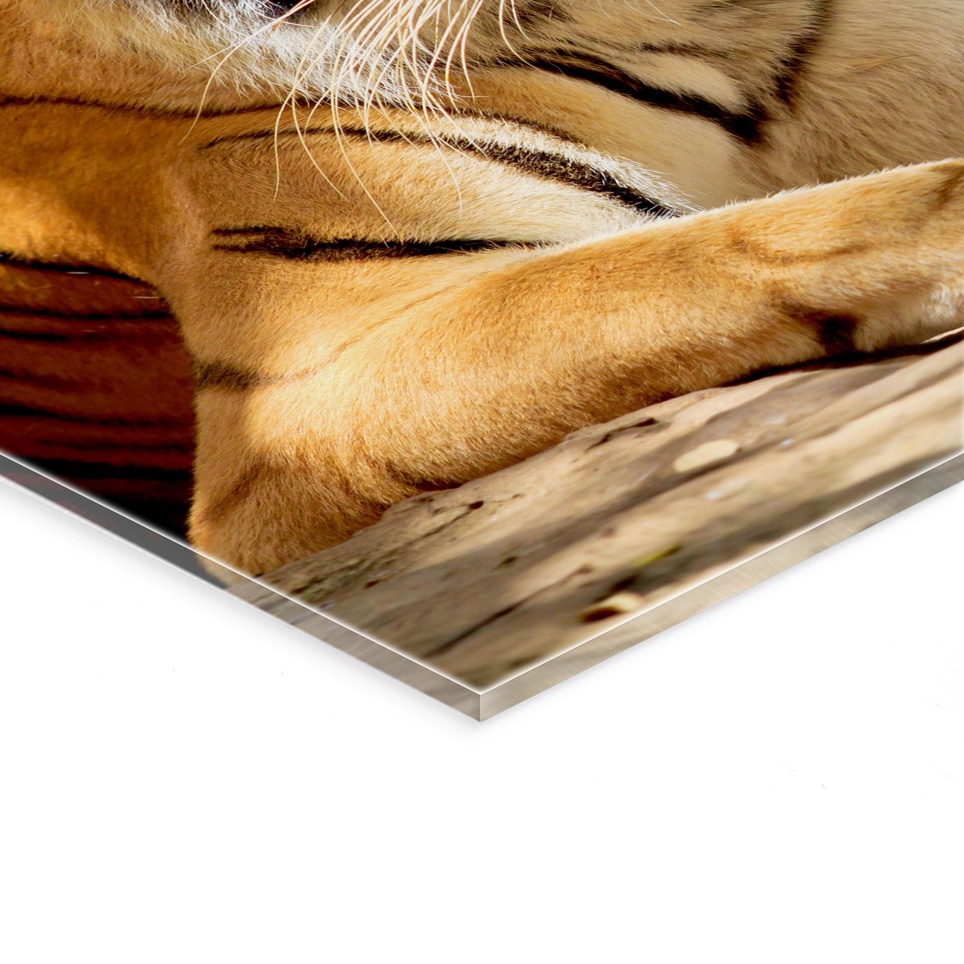 Akrylbillede To kongelige bengalske tigre