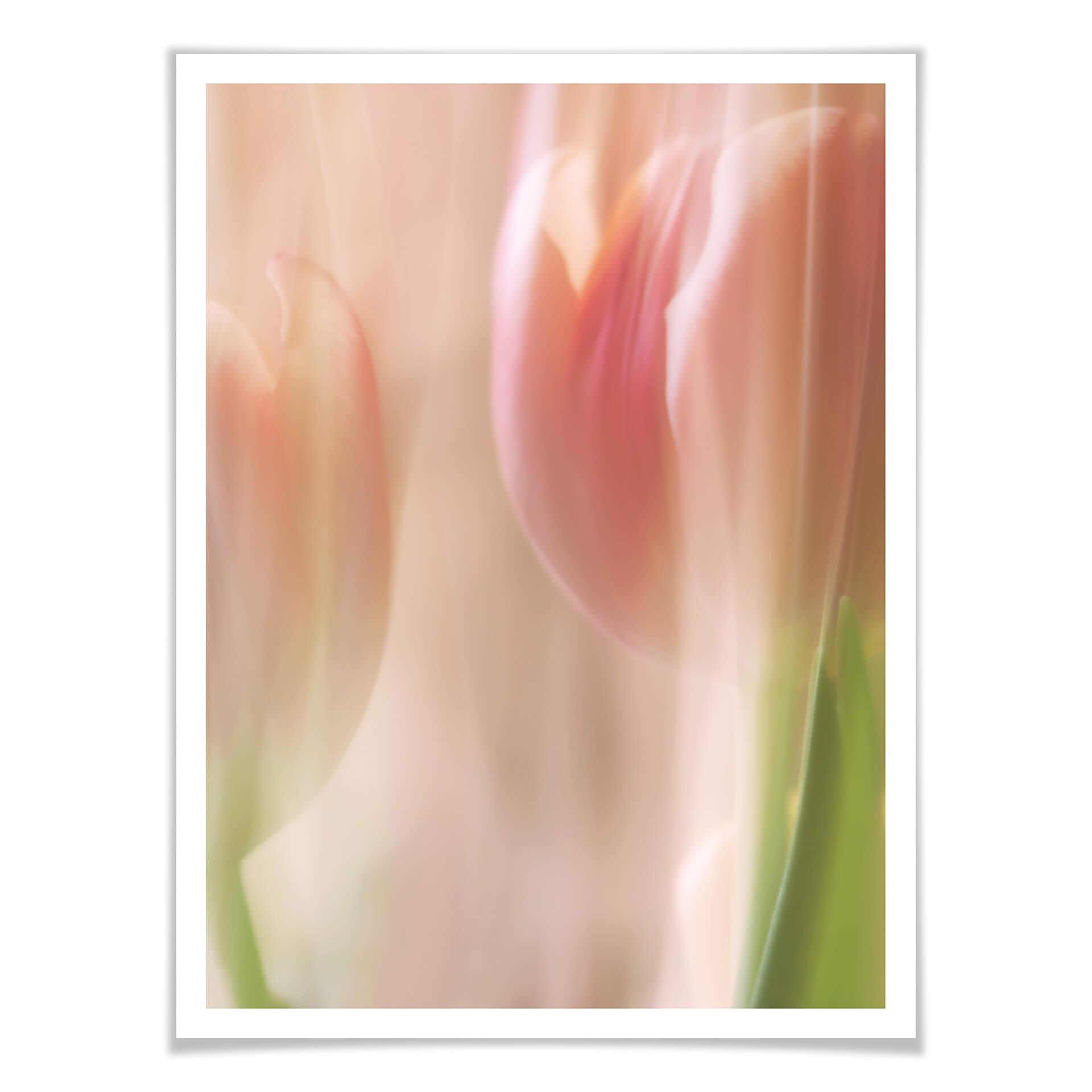 Plakat - Sky tulipaner