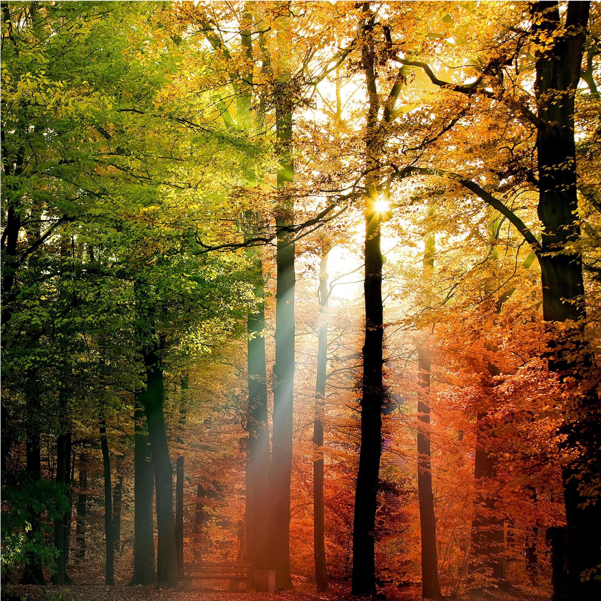 Fotobehang Gouden Herfst