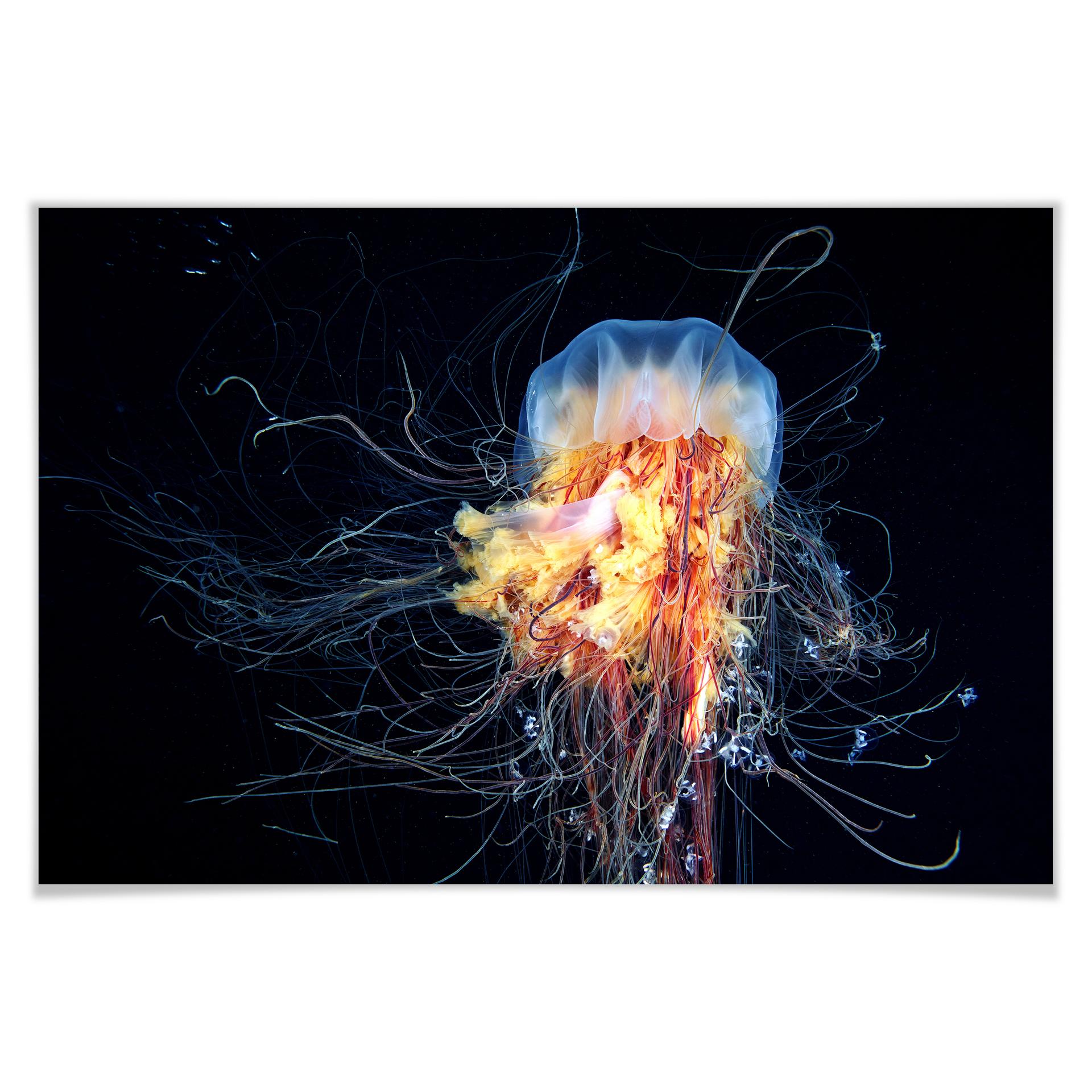 Poster - Semenov - Amazing Jellyfish