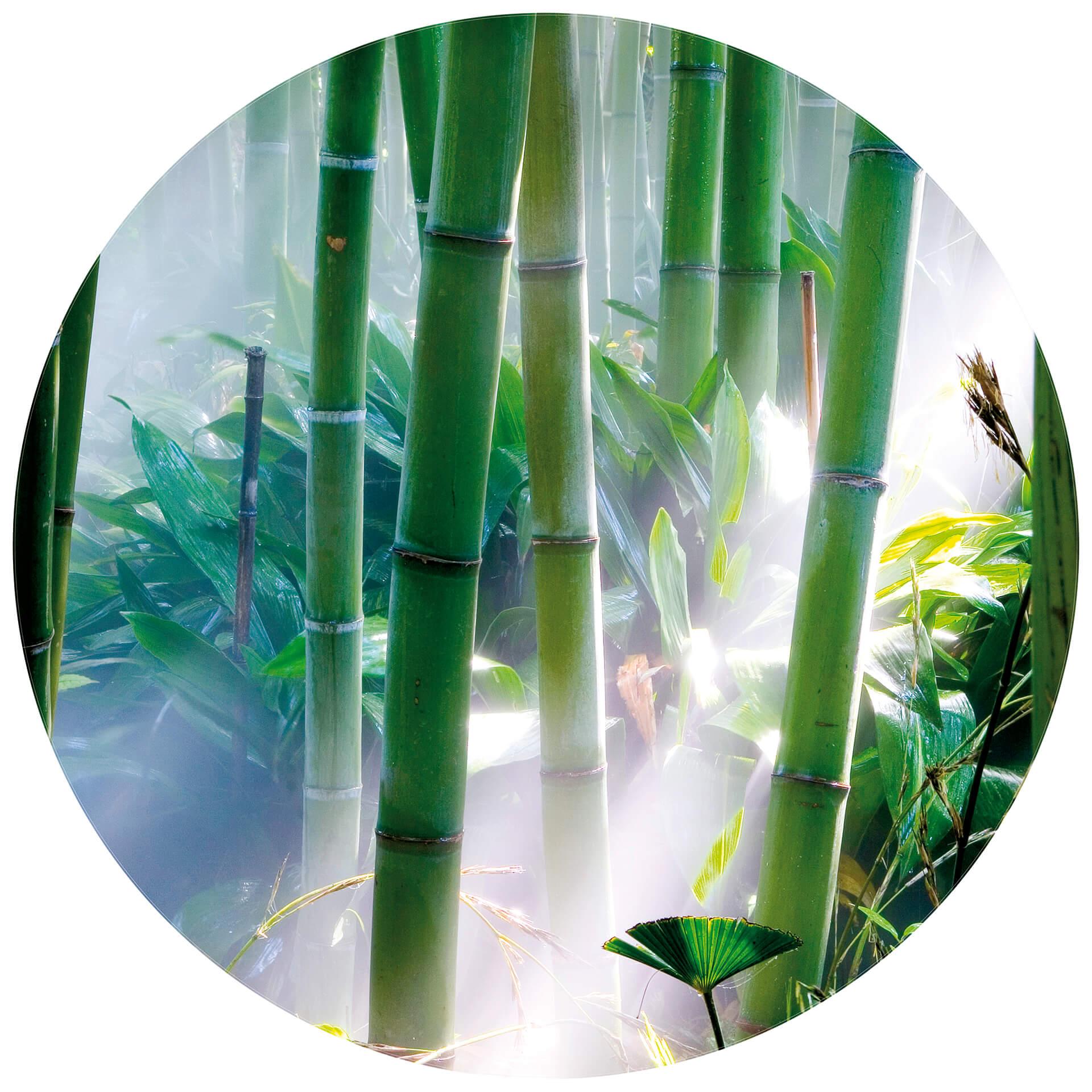 Behangcirkel Bamboo Forest - vliesbehang/zelfklevend vliesbehang