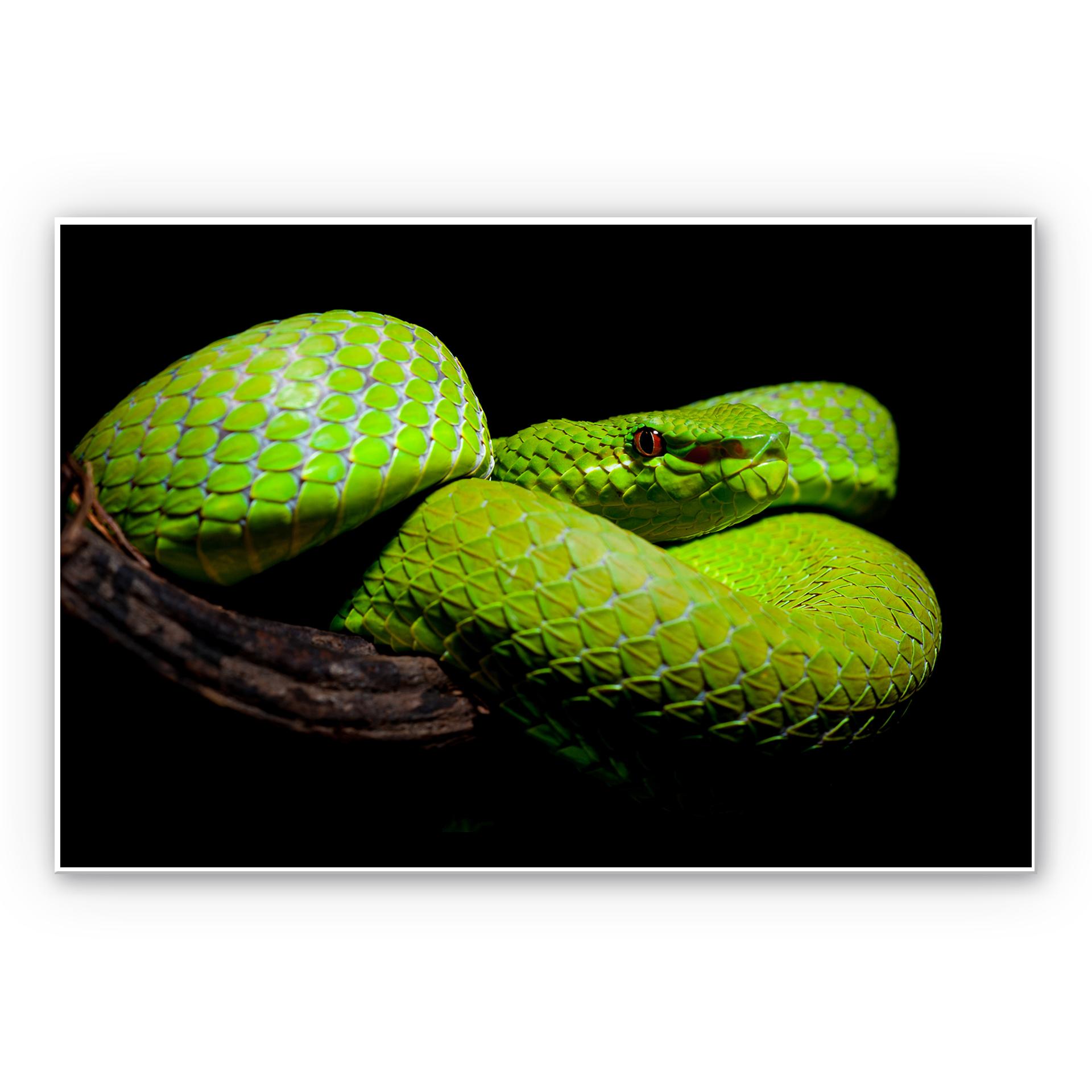 Wandbild Hakonsen - Die grüne Pit-Viper
