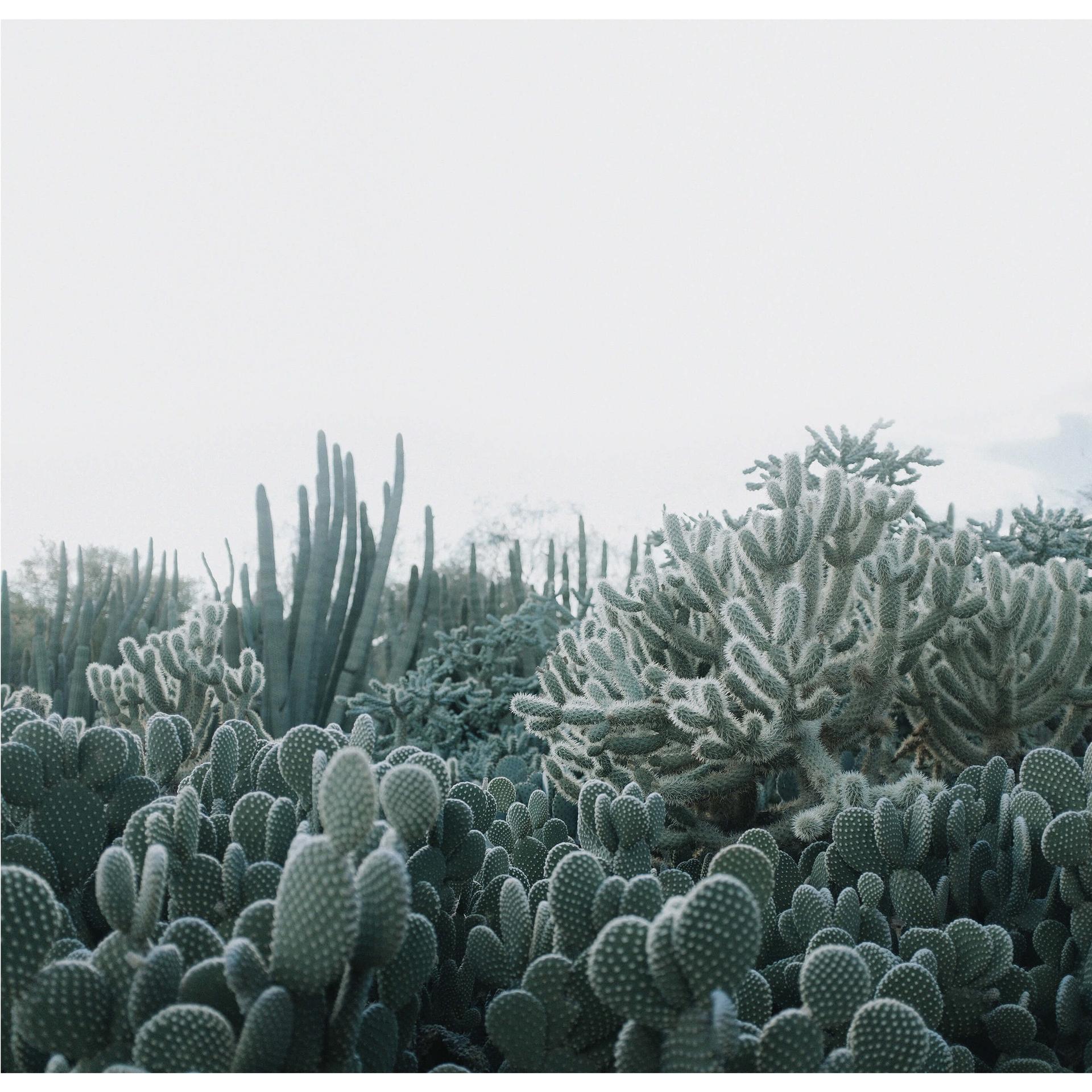 Fotobehang Succulenten - 288x260 cm