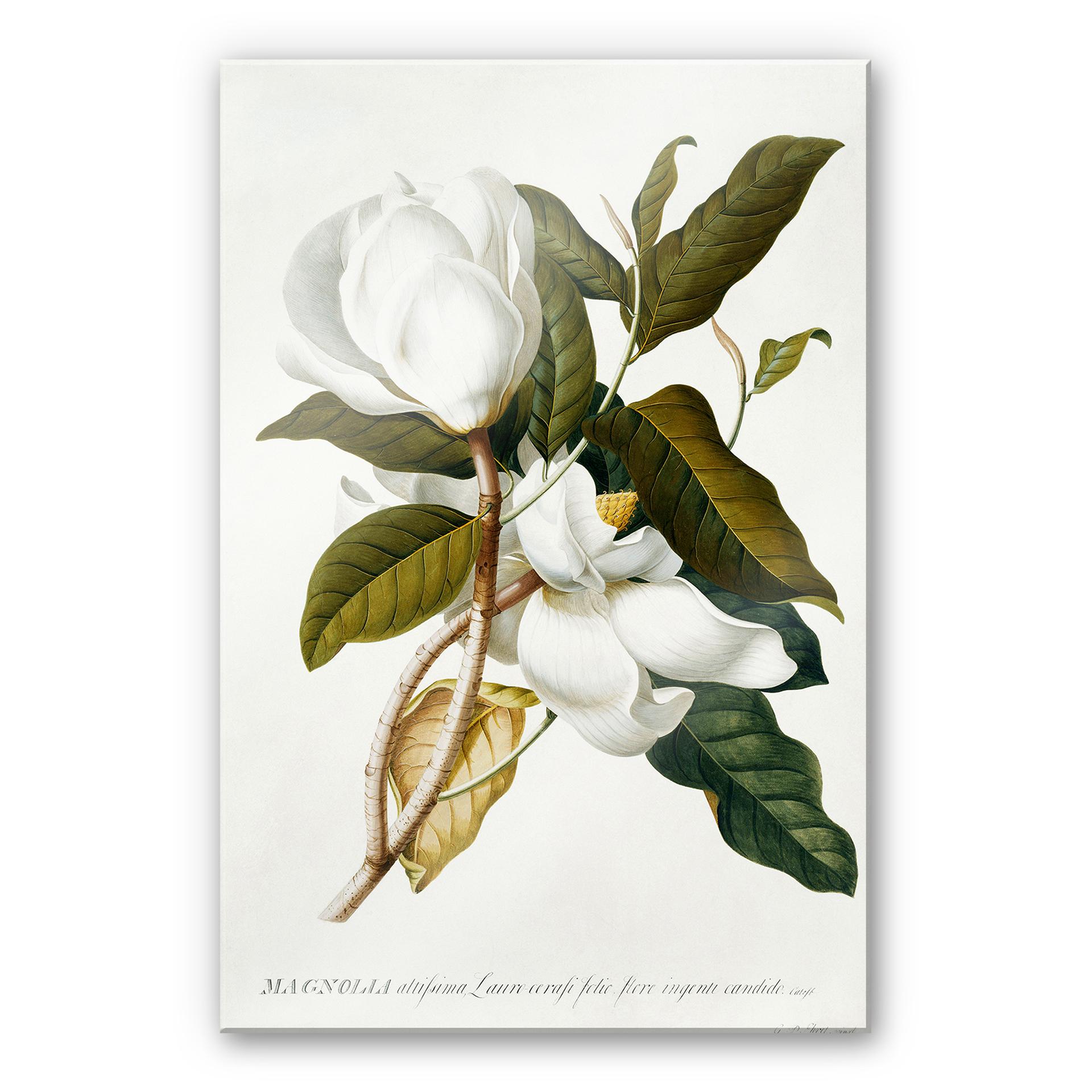 Akrylbillede Ehret - Magnolia