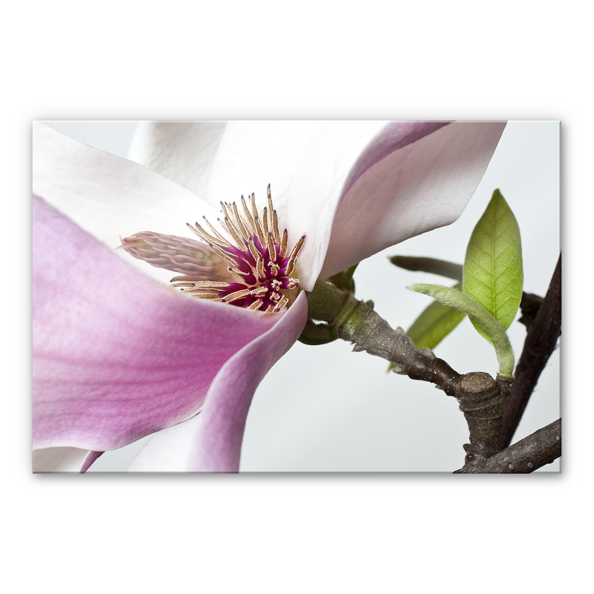 Akrylbillede magnolia