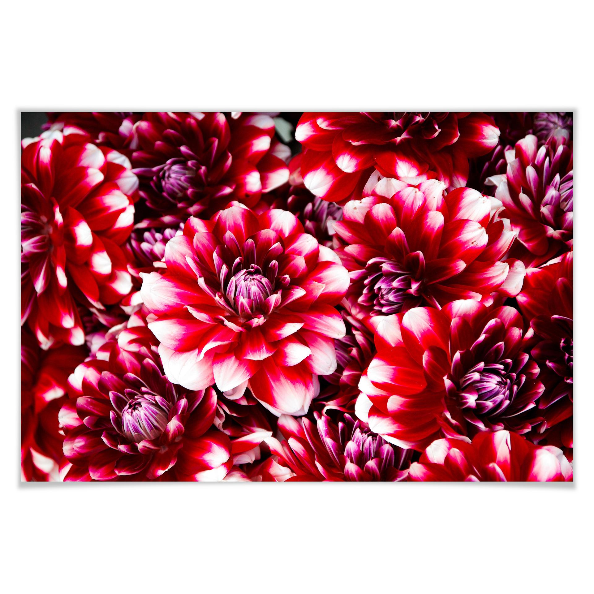 Poster - Floraison rouge