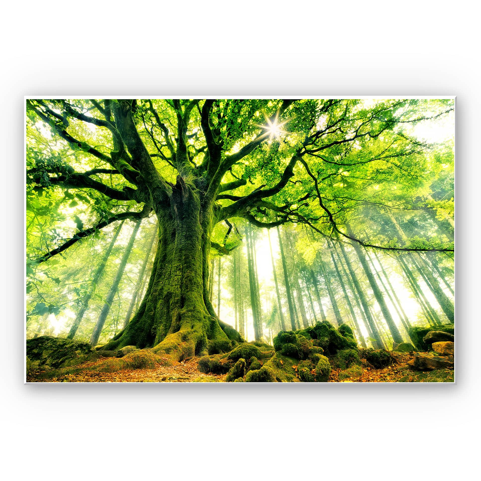 Tableau Forex - Kiciak - Forêt enchantée