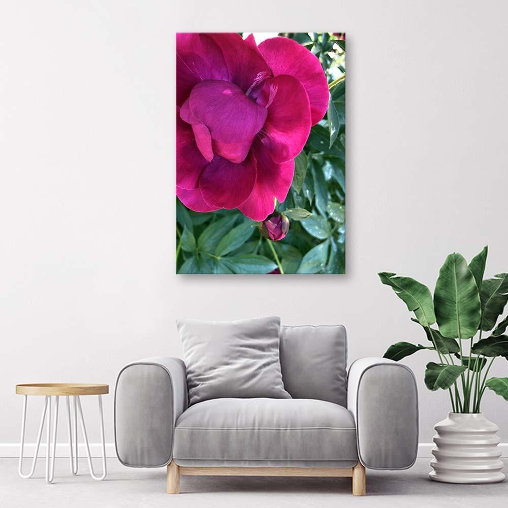 Canvasbillede, Pæonblomster