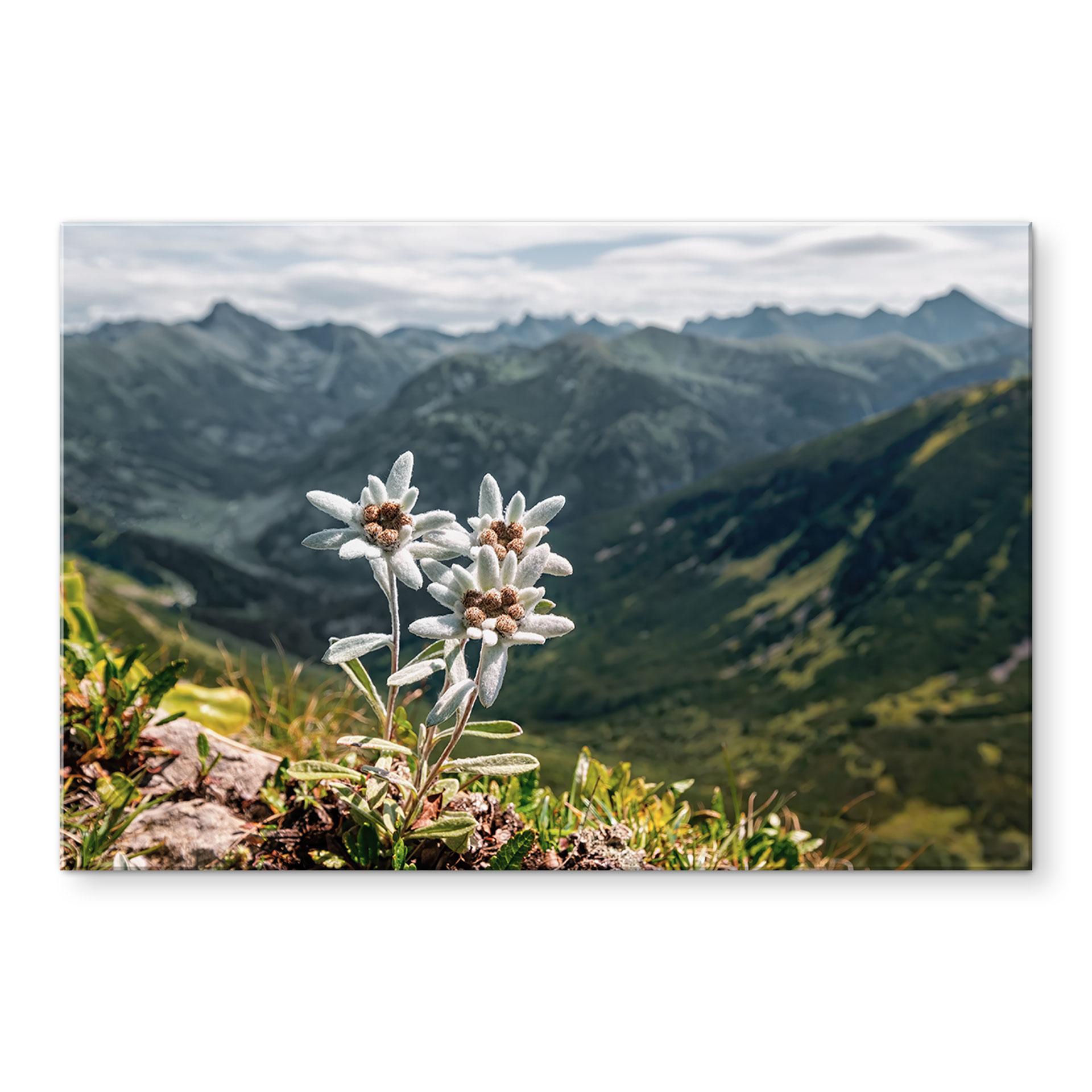 Akrylbillede hvid alpin edelweiss på bjerget