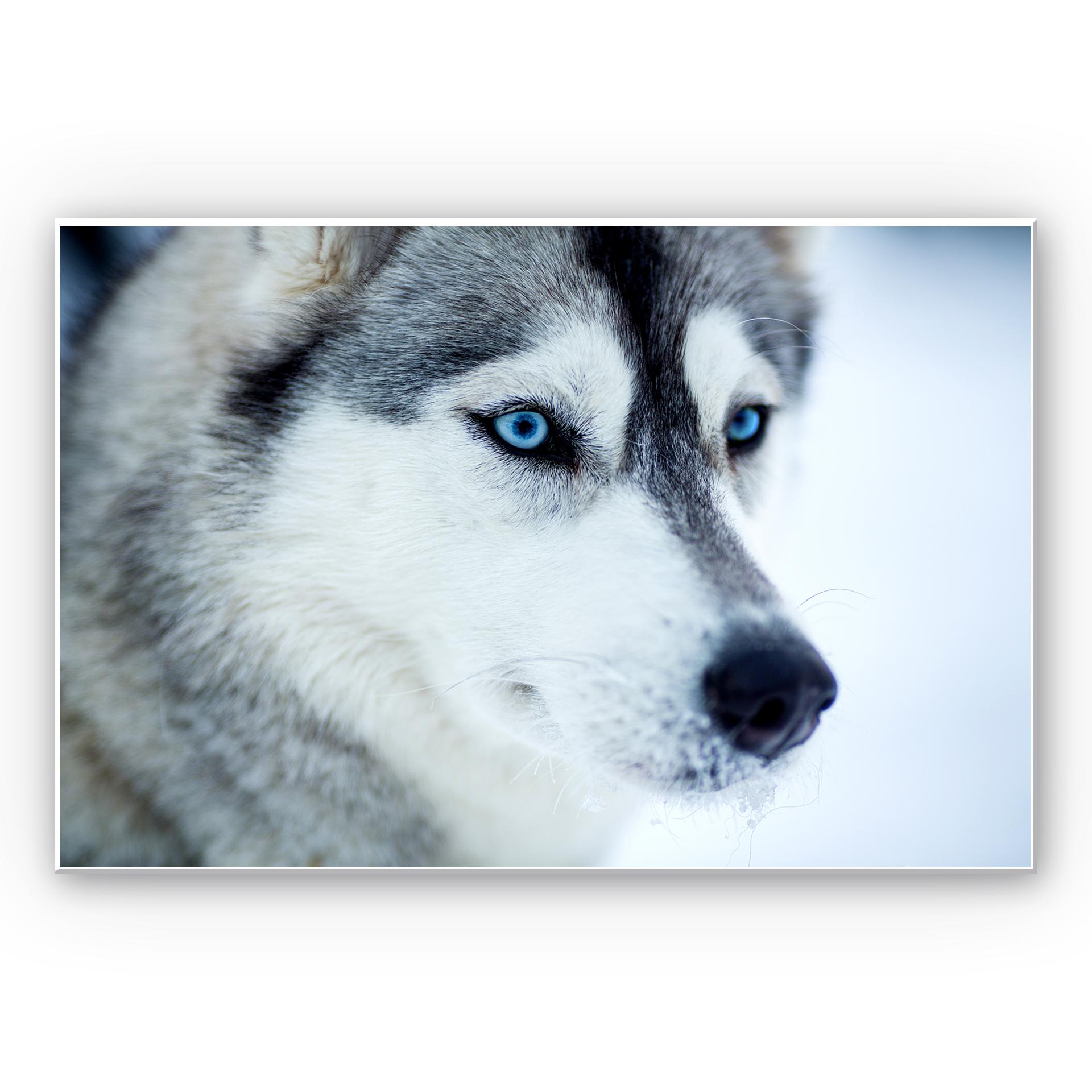Tableau Forex - Yeux bleus