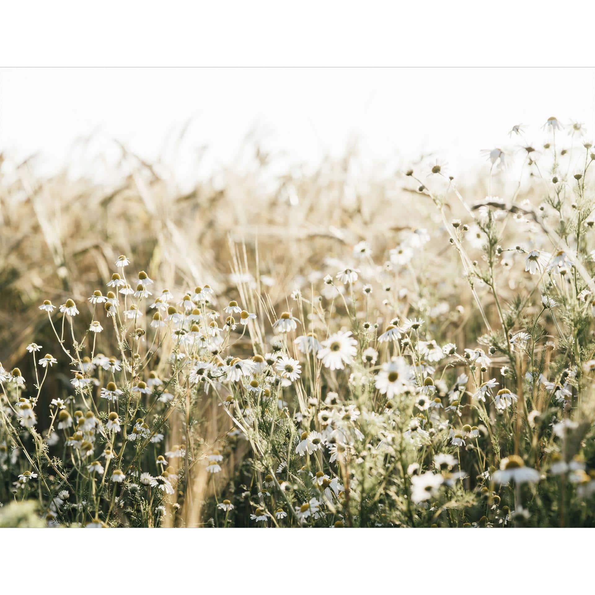 Fotobehang natuur zomerweide met kamille - Annie