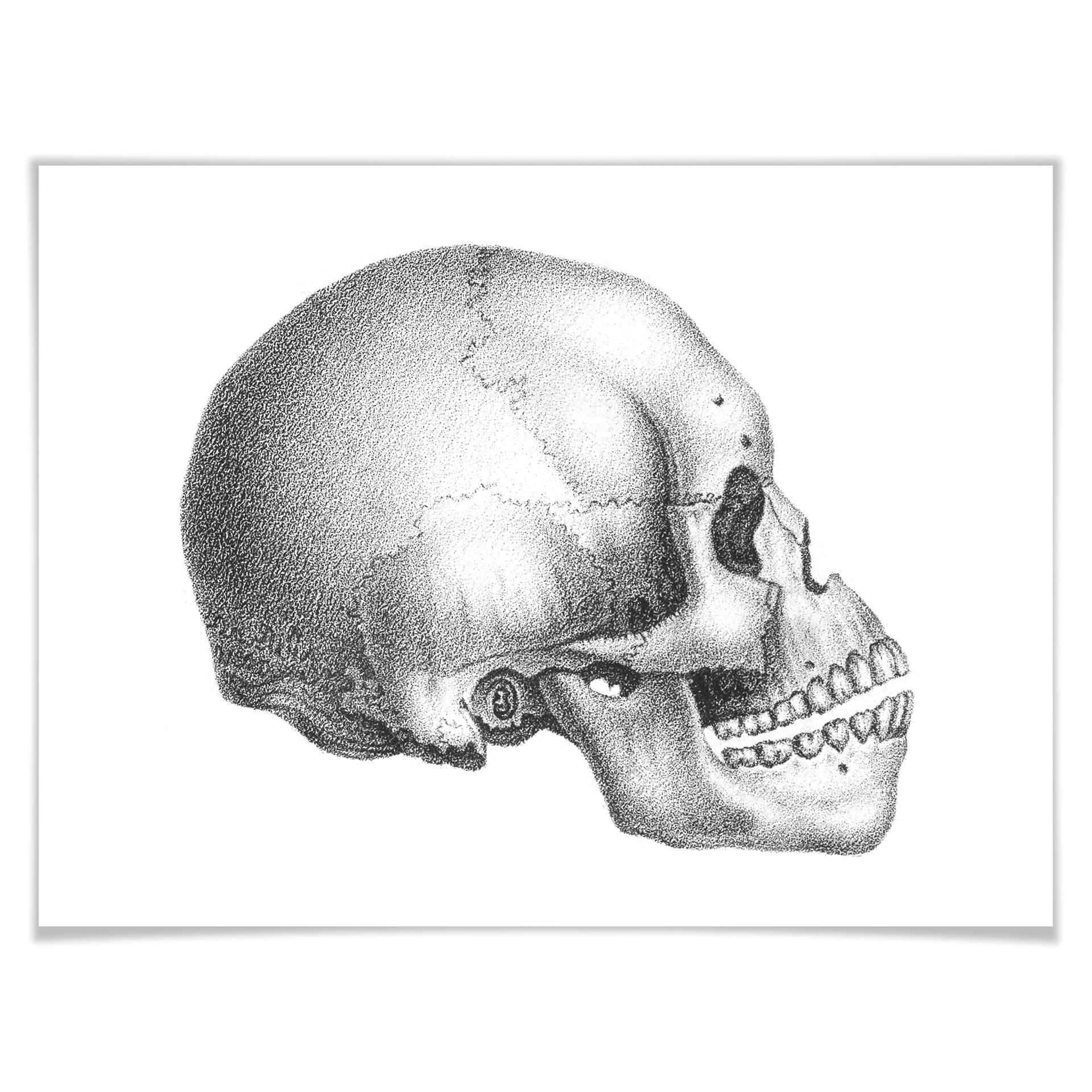 Póster Calavera 02