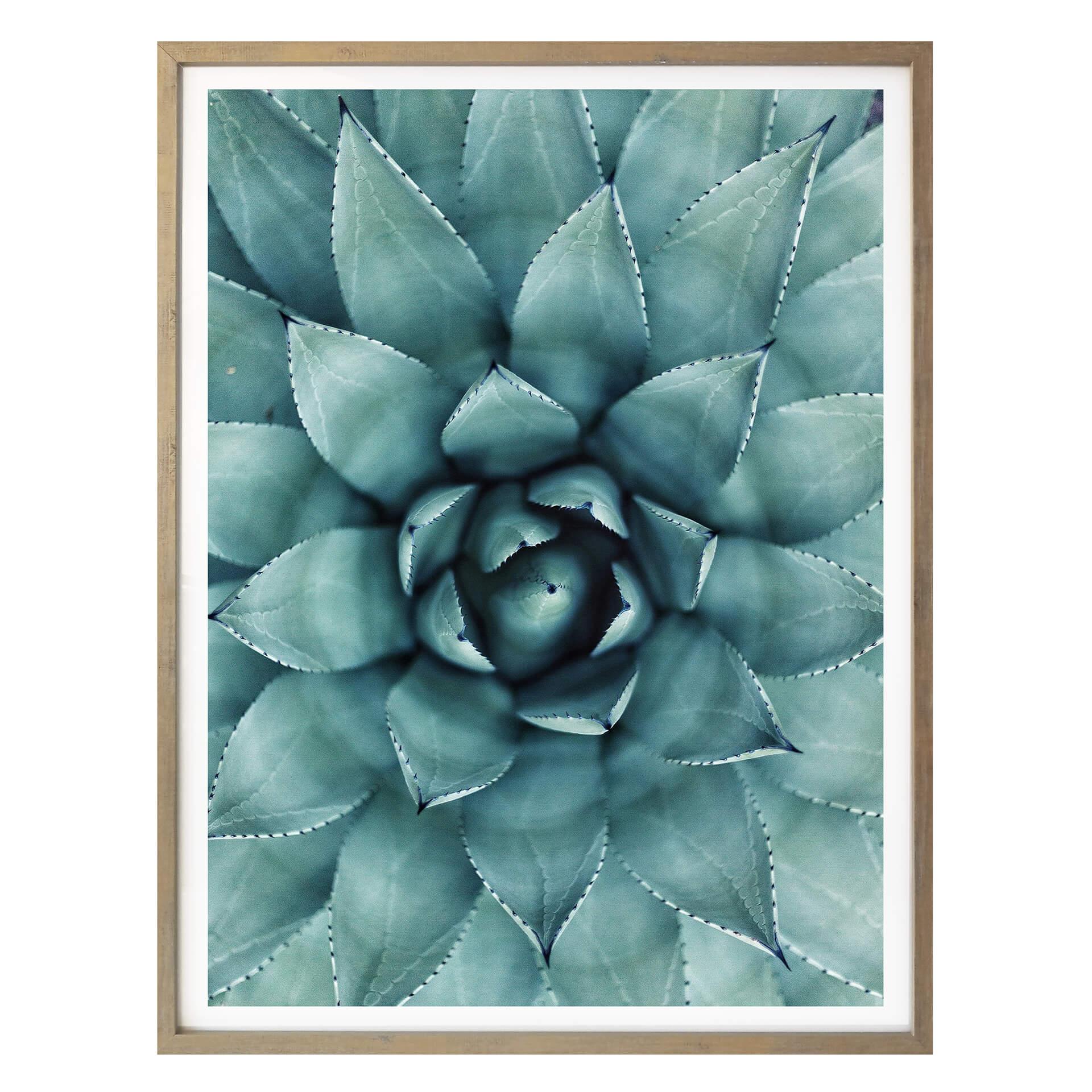 Póster Agave 02