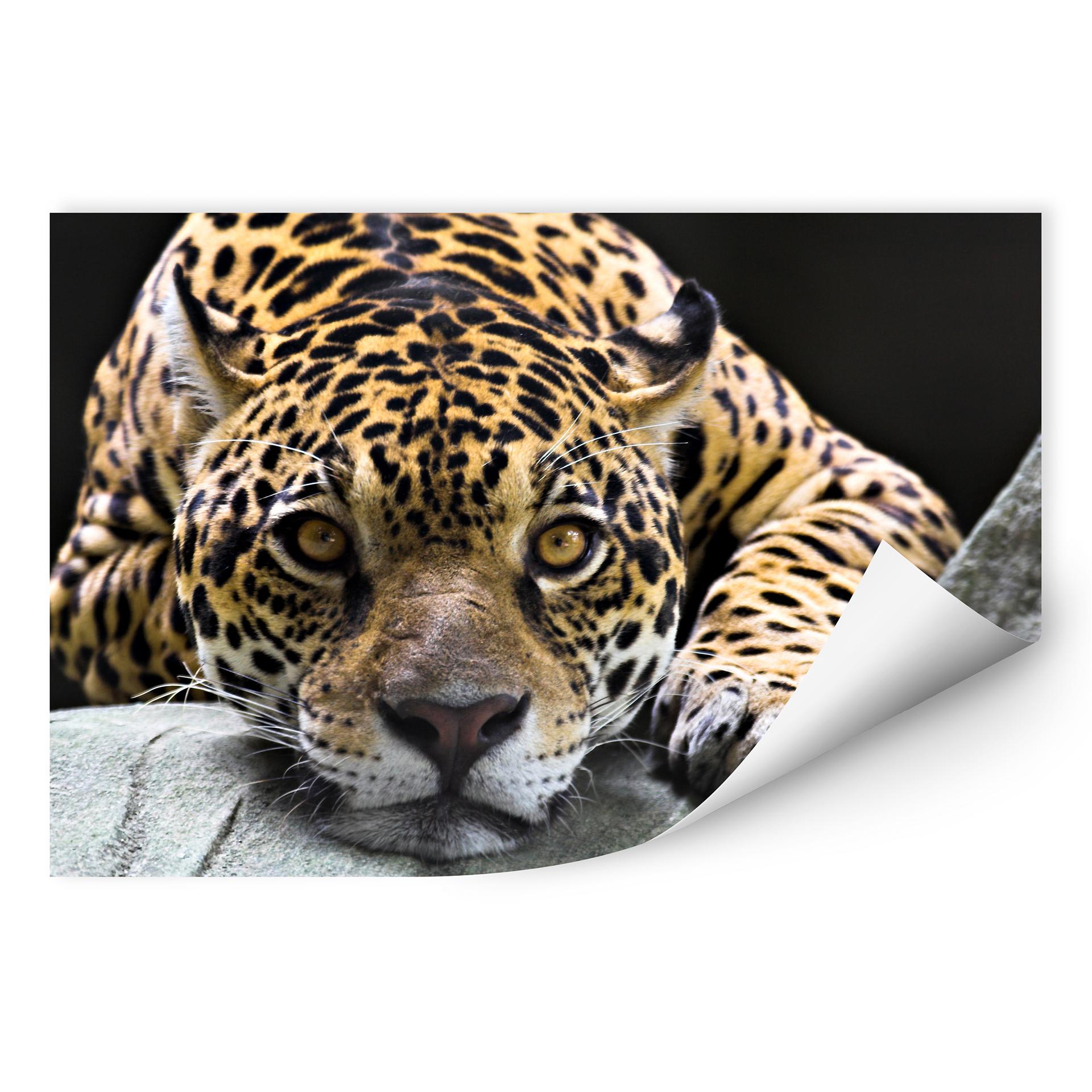 G - Jaguar