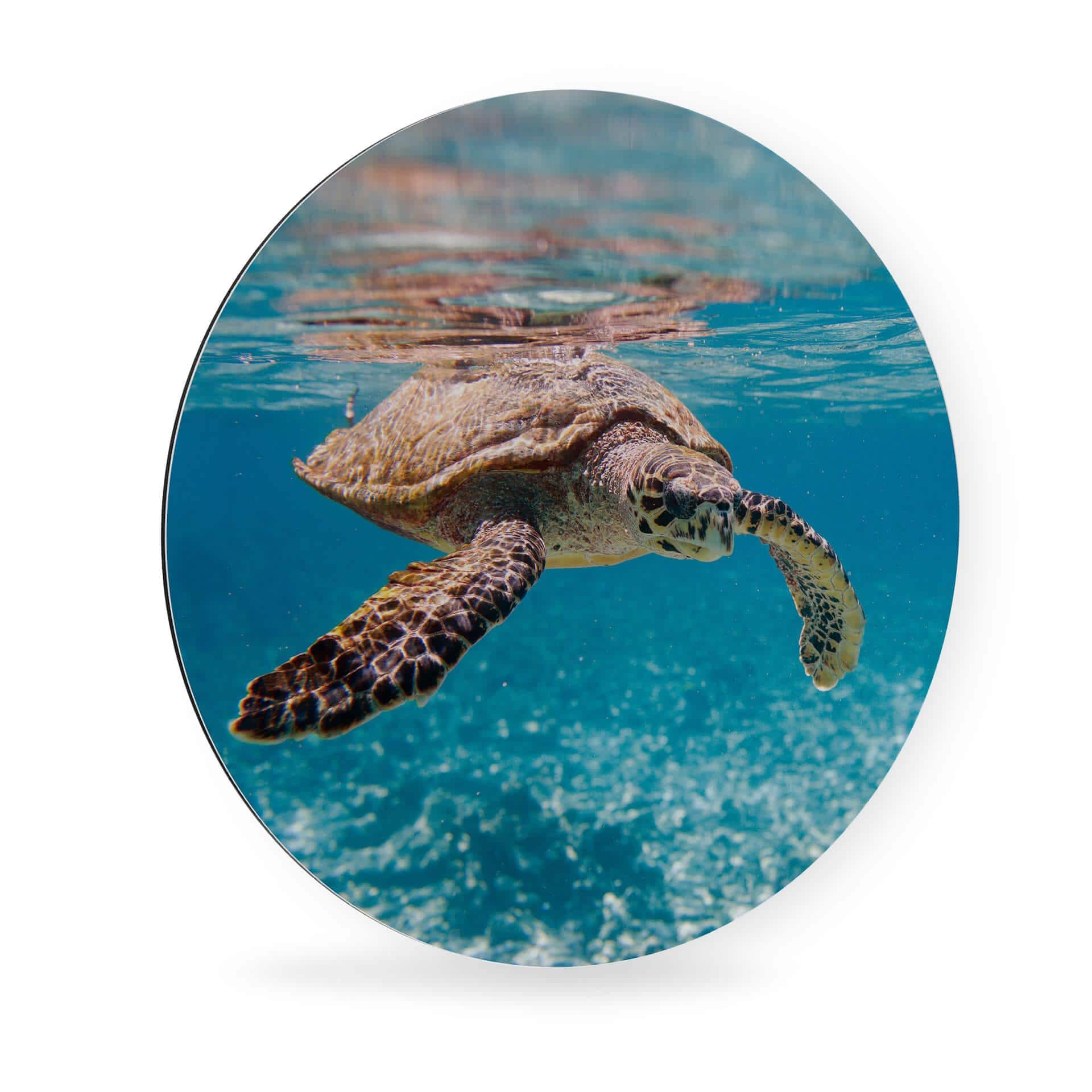 Alu-Dibond Eine Schildkröte auf Reisen - Rund