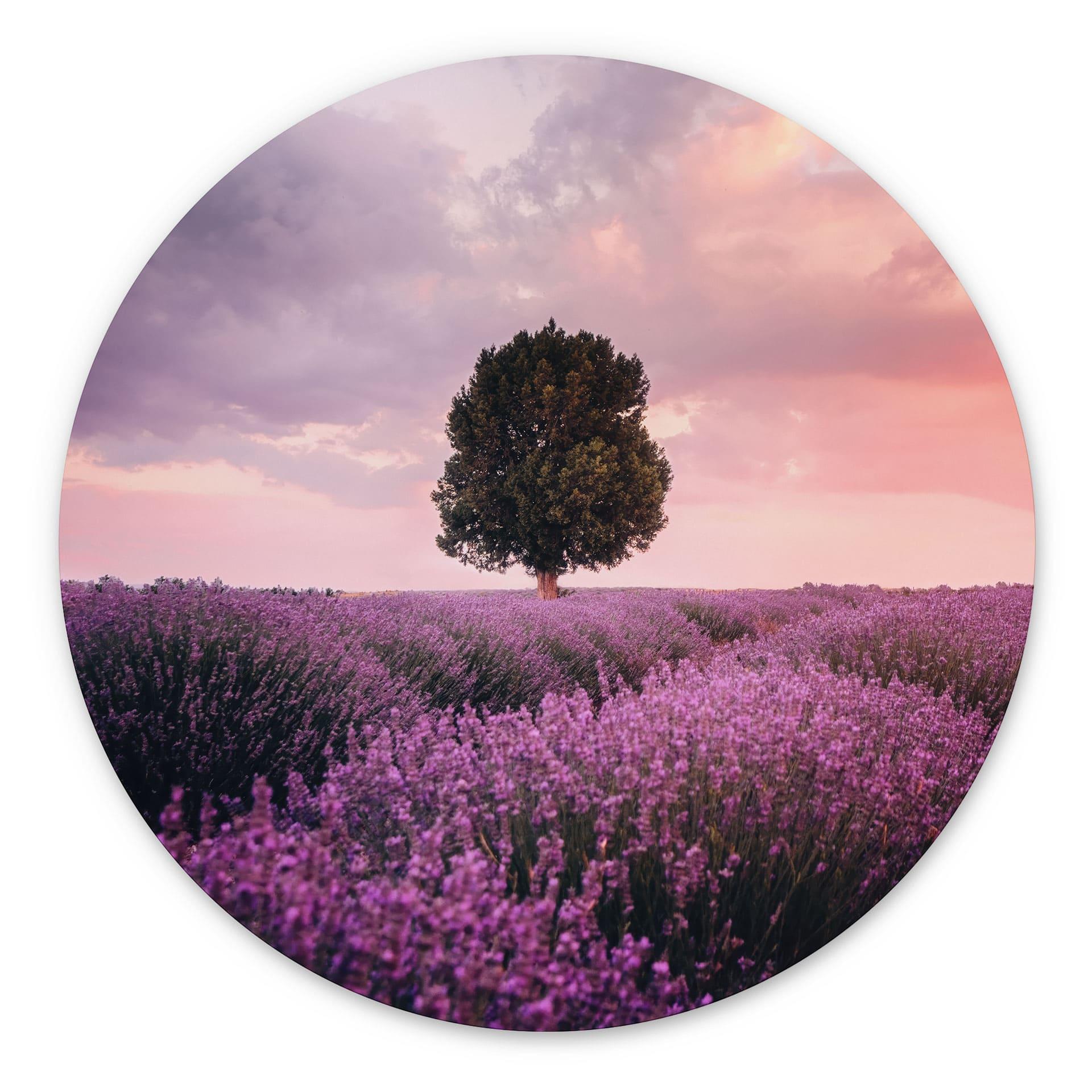 Wandbild Lila Lavendelfelder bei Sonnenuntergang - Cevik - Alu-Dibond Rund