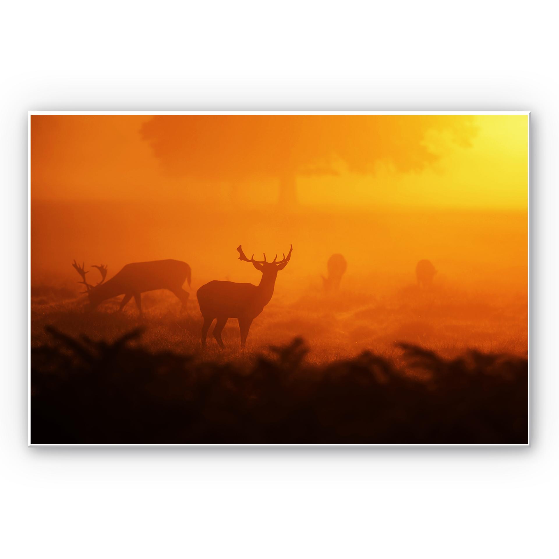 Tableau Forex - Cerfs au coucher de soleil