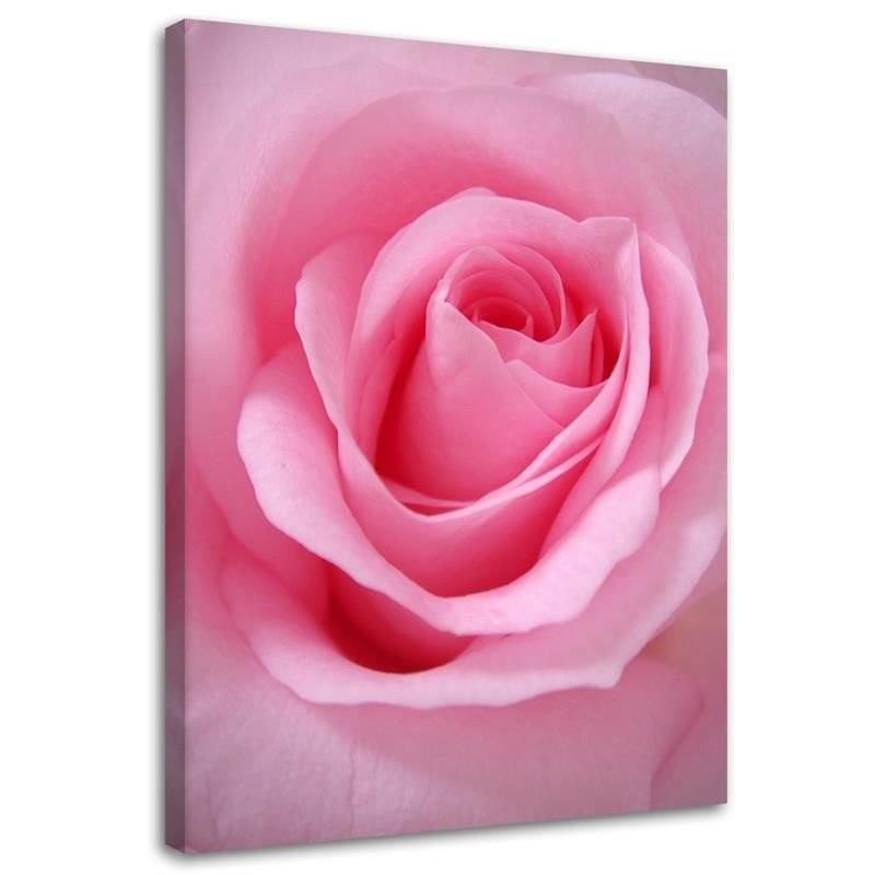 Canvasbillede, Lyserøde blomstrende planter