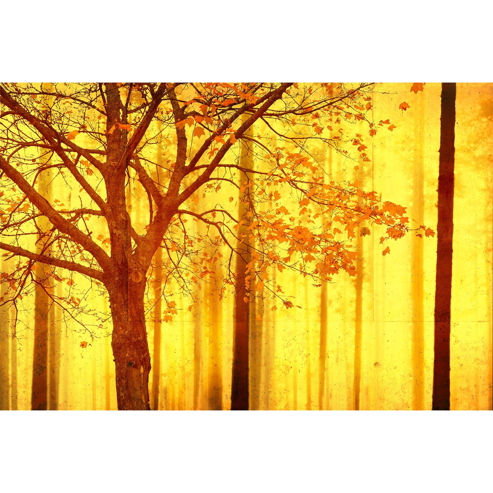 Architects Paper Fotobehang Atelier 47 Forest Edge