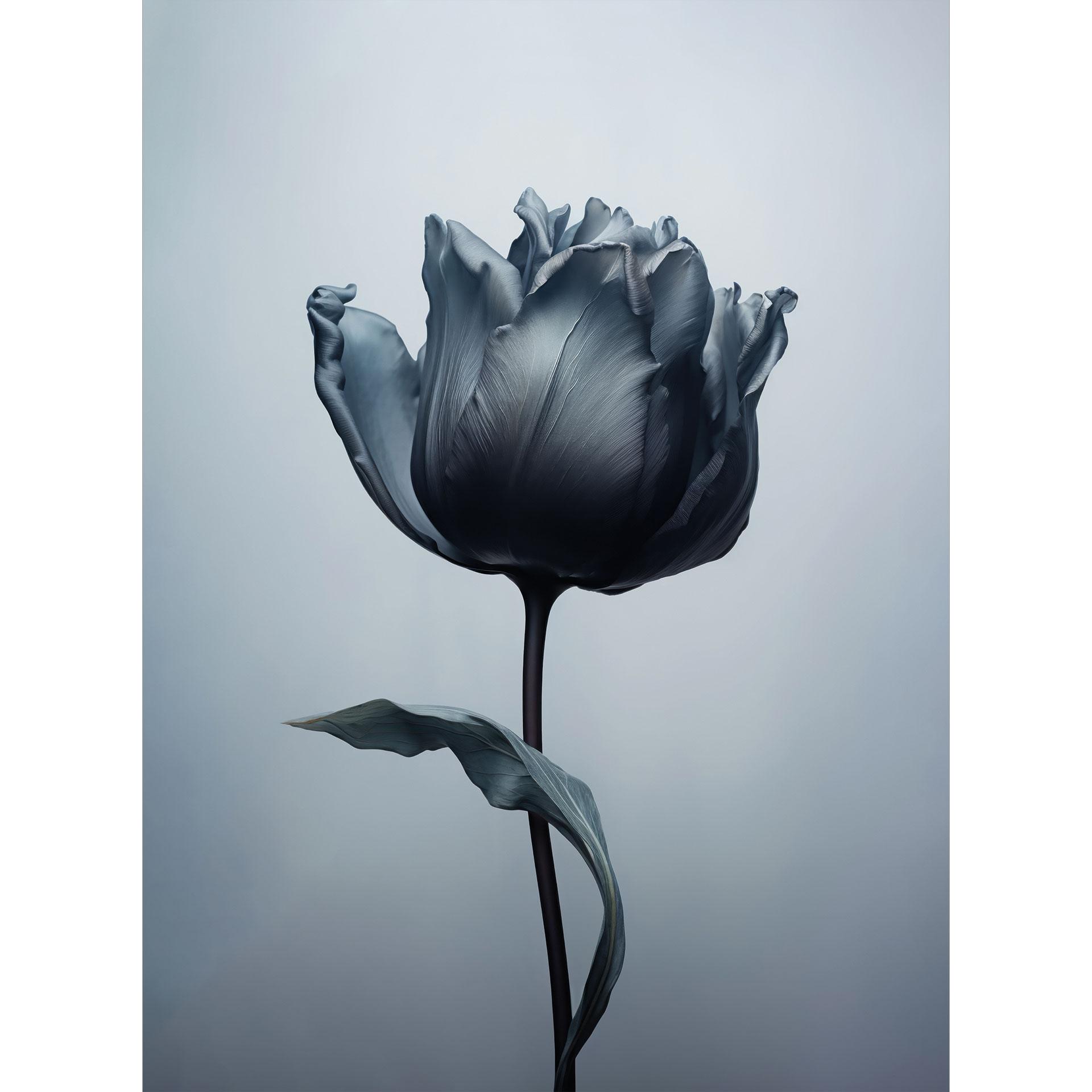 Fotobehang Fluweelzachte tulp in zwart - Paksoylu