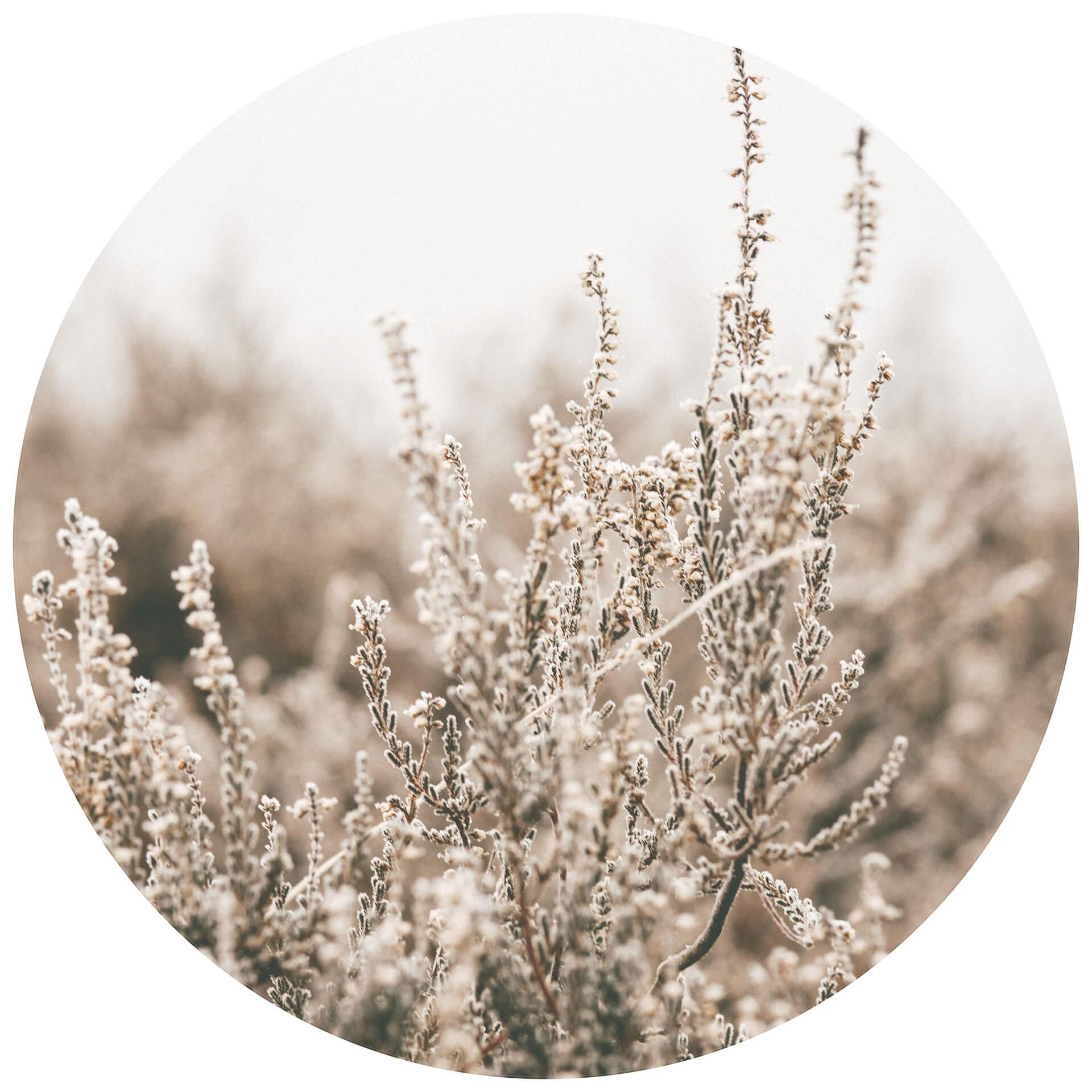Behangcirkel Annie - Grass - vliesbehang/zelfklevend vliesbehang