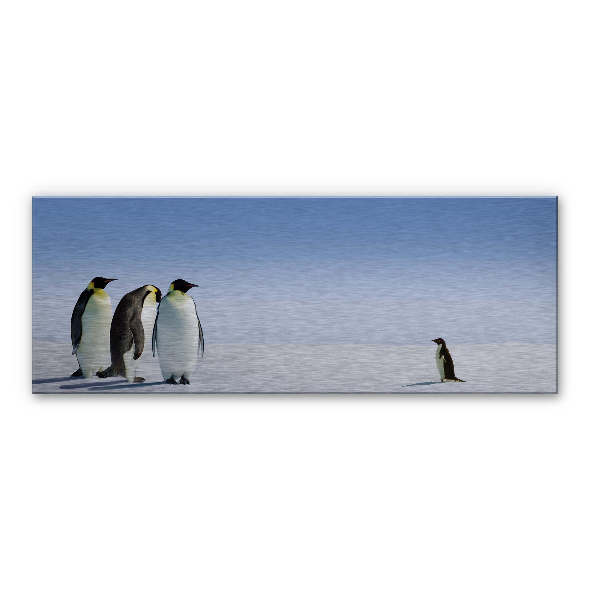 Pingvin - Panorama – print på aluminium (Alu-Dibond)