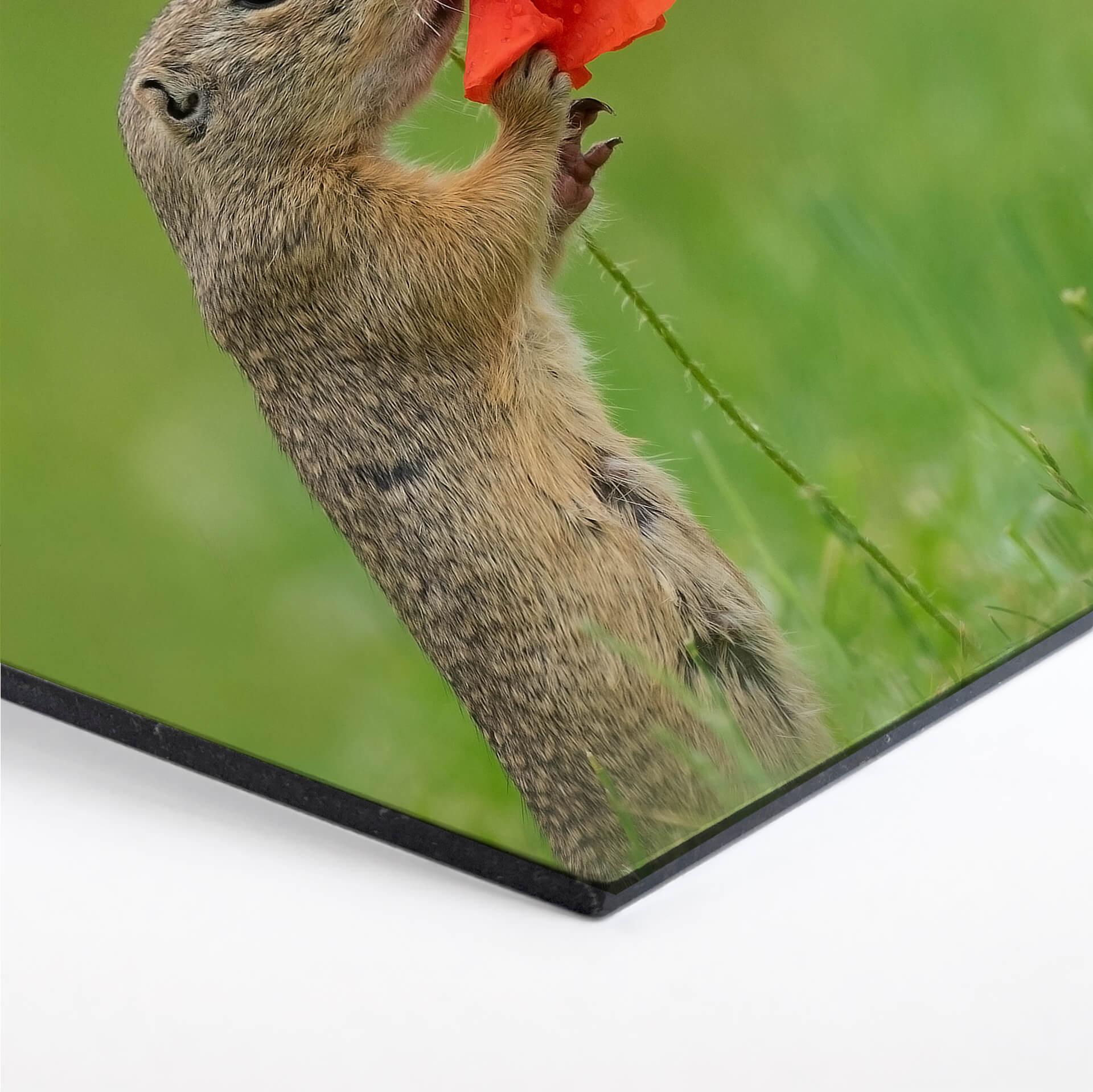 Hexagon - Alu-Dibond van Duijn - Erdhörnchen mit Mohnblume