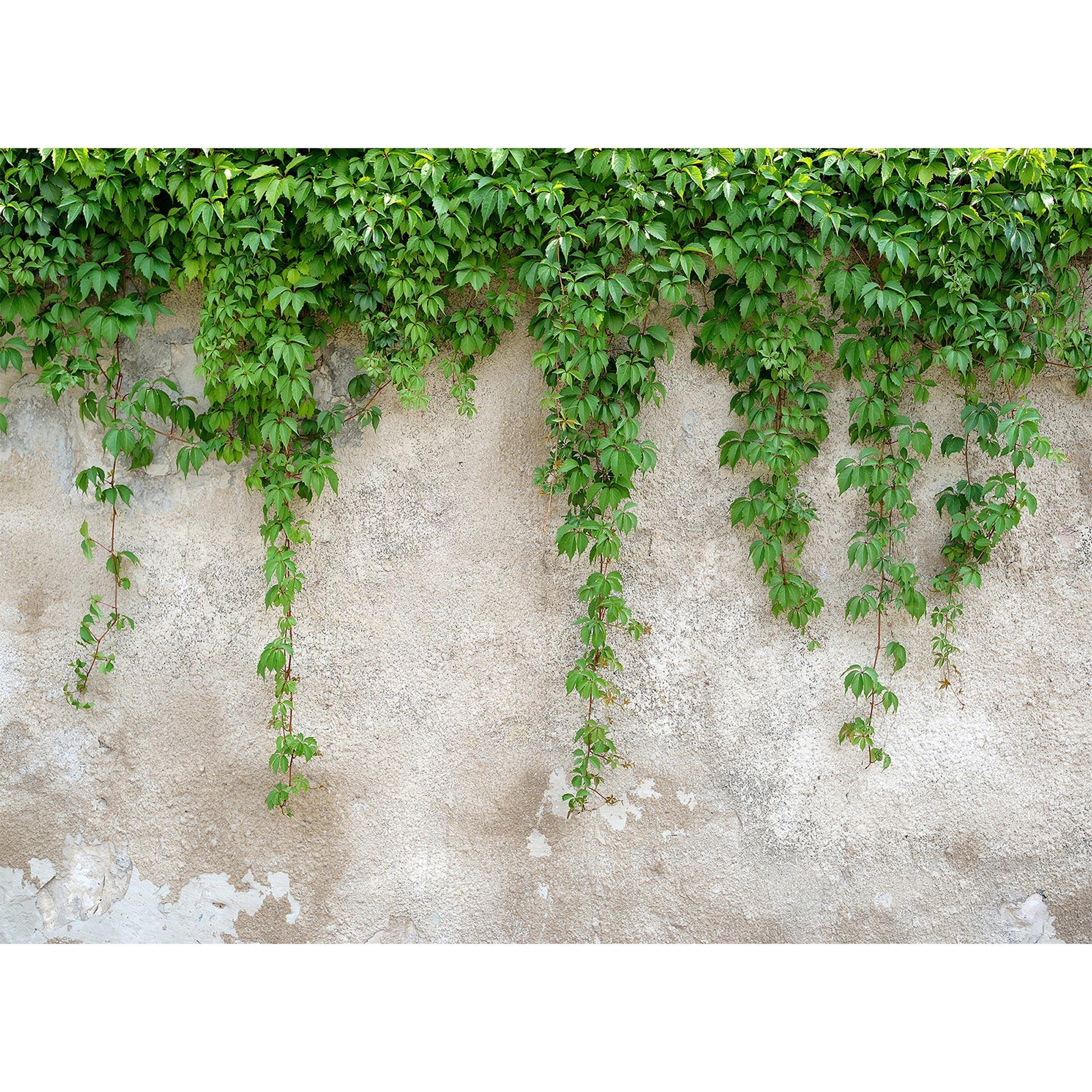 Architects Paper Fotobehang Atelier 47 Climbing Leaves