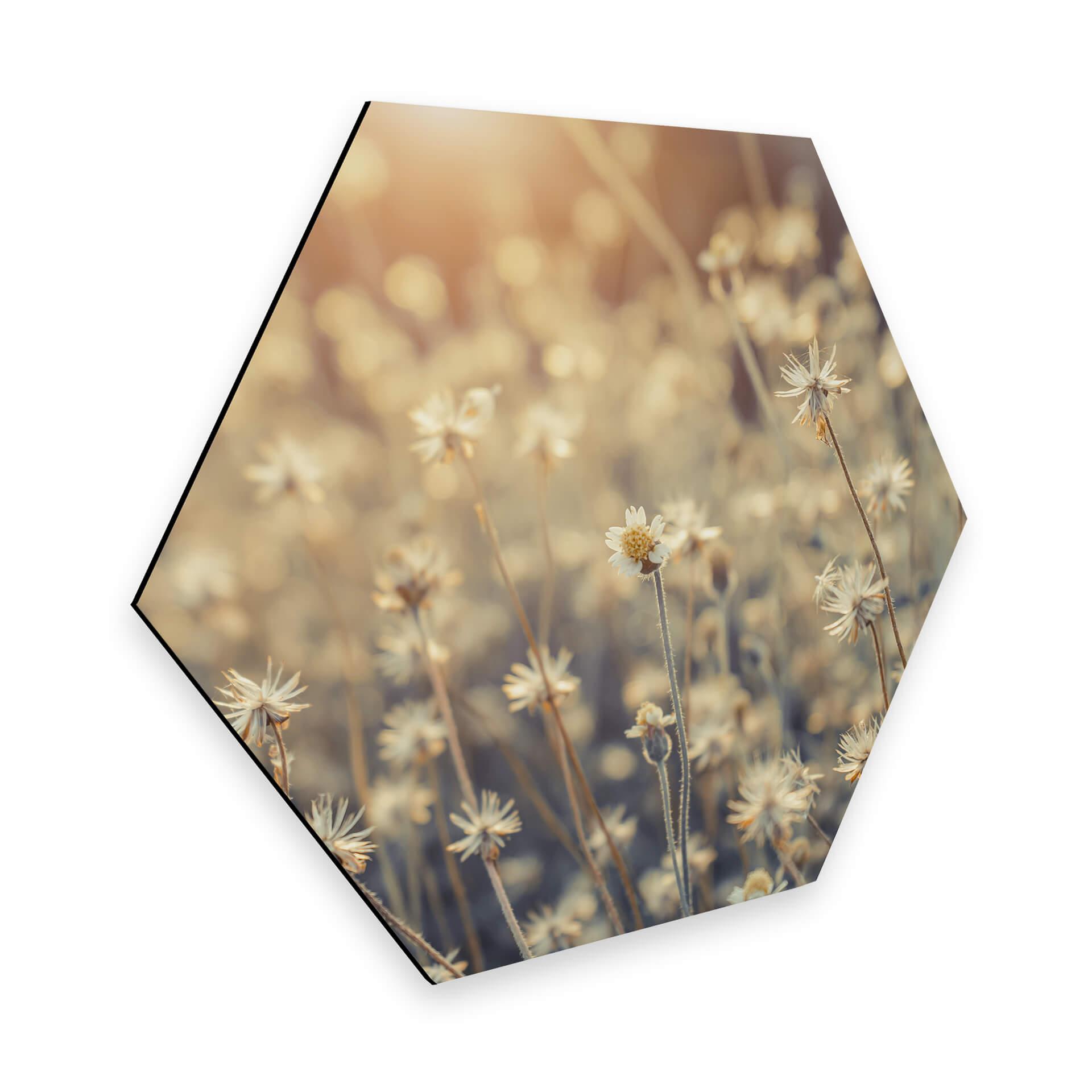 Hexagon Dibond Mexican Daisy