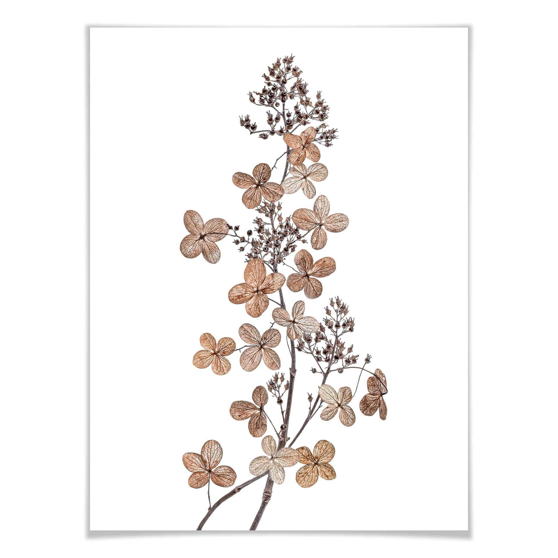 Poster Disher - Hortensia