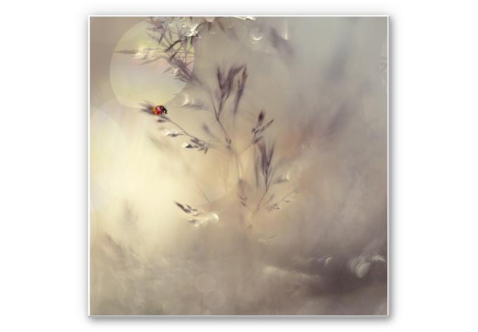 Wandbild Westum - Little Lady