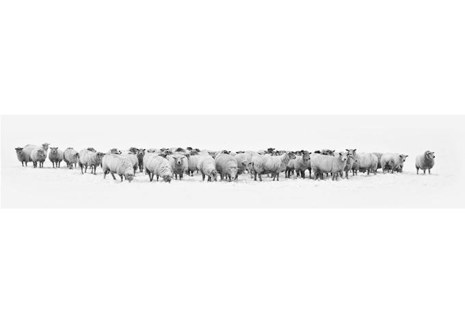 Fotomurale - Gregge di pecore - panoramica