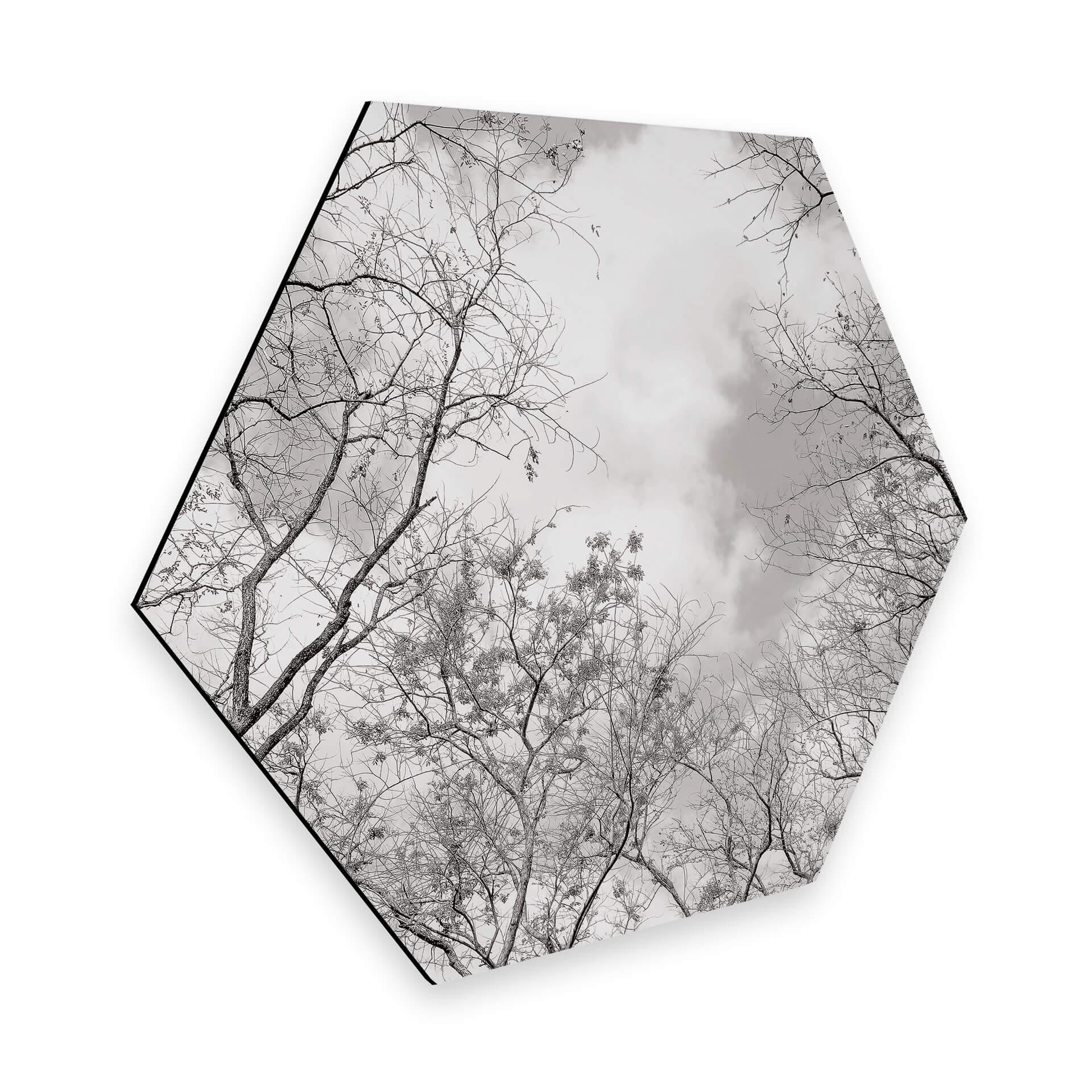 Hexagon Dibond High in the Trees