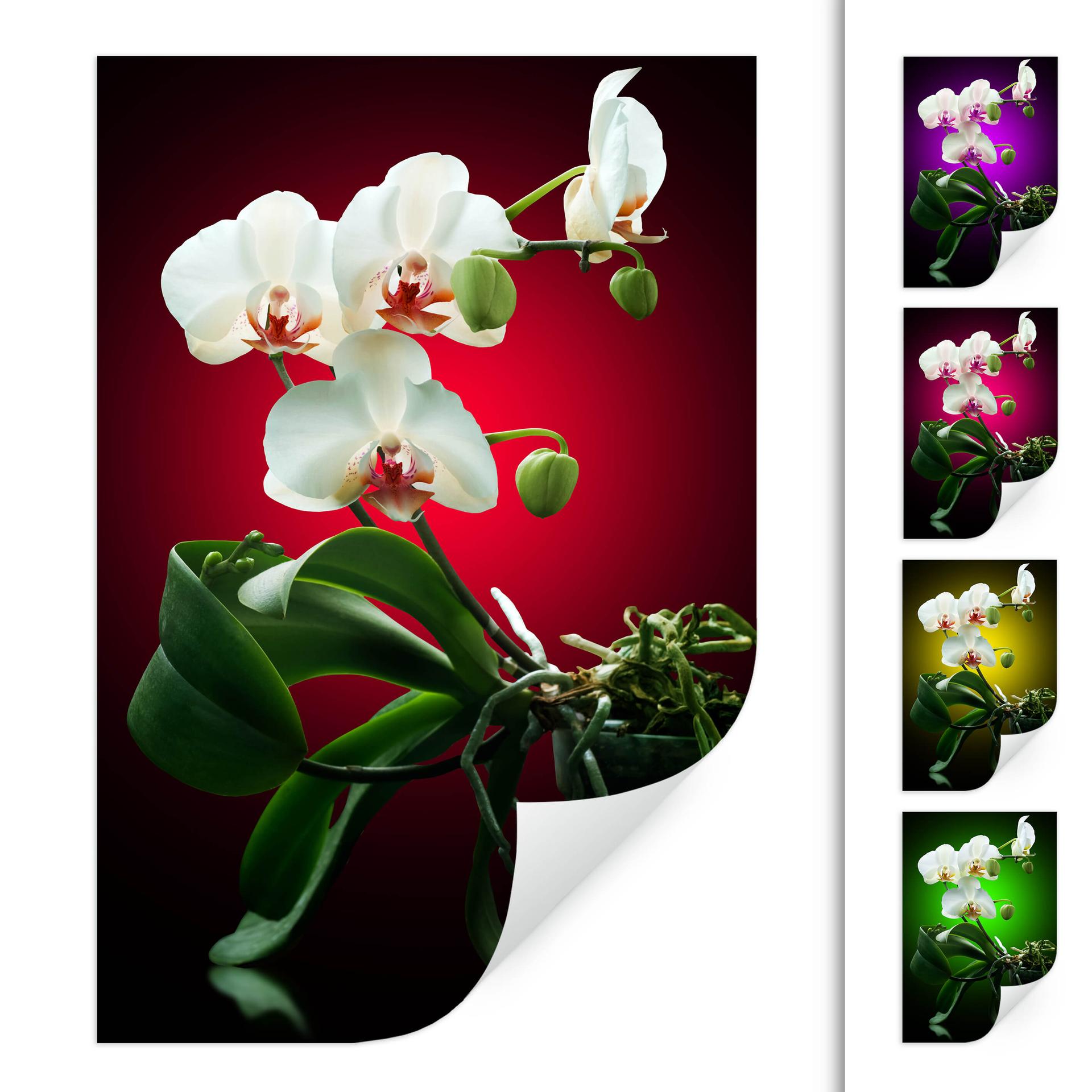 Zelfklevende Poster - Beautiful Orchid