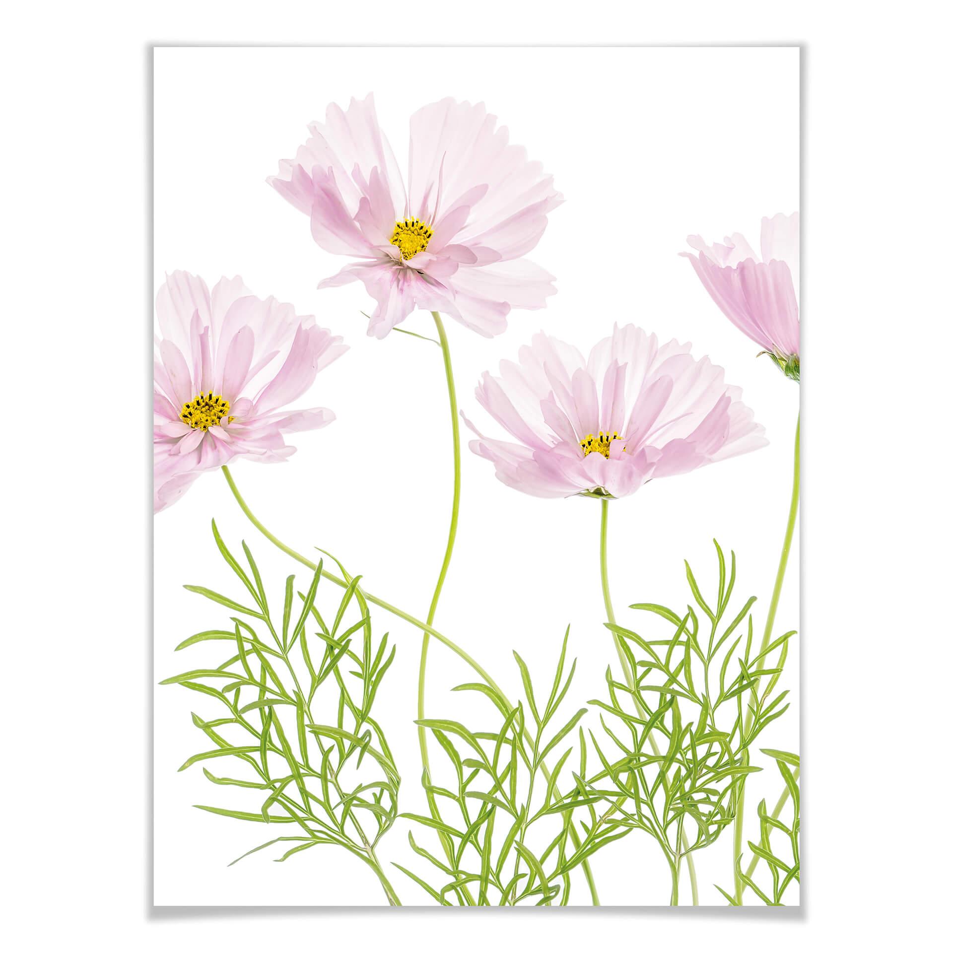 Poster Disher - Zomerbloemen
