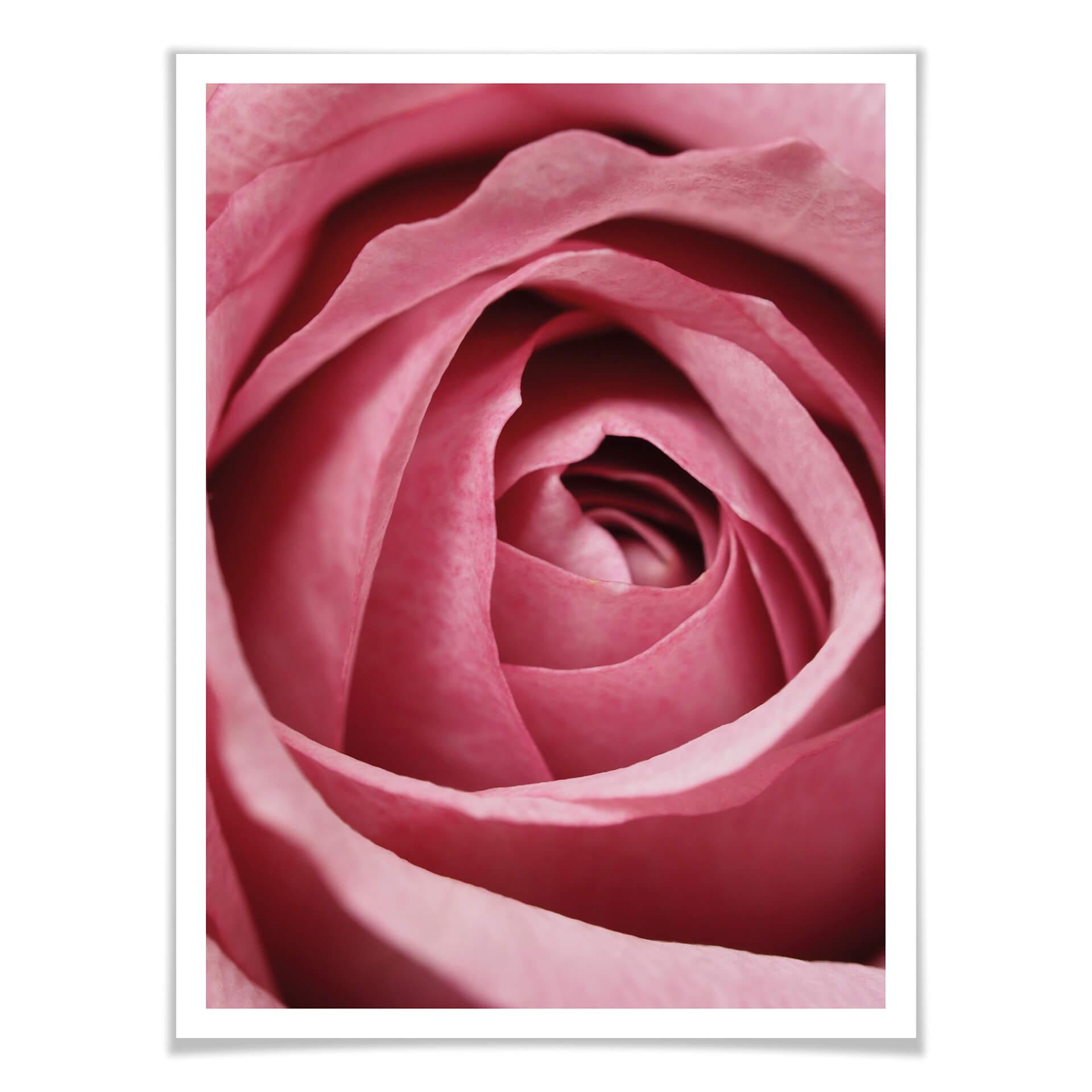 Poster the Pink Rose