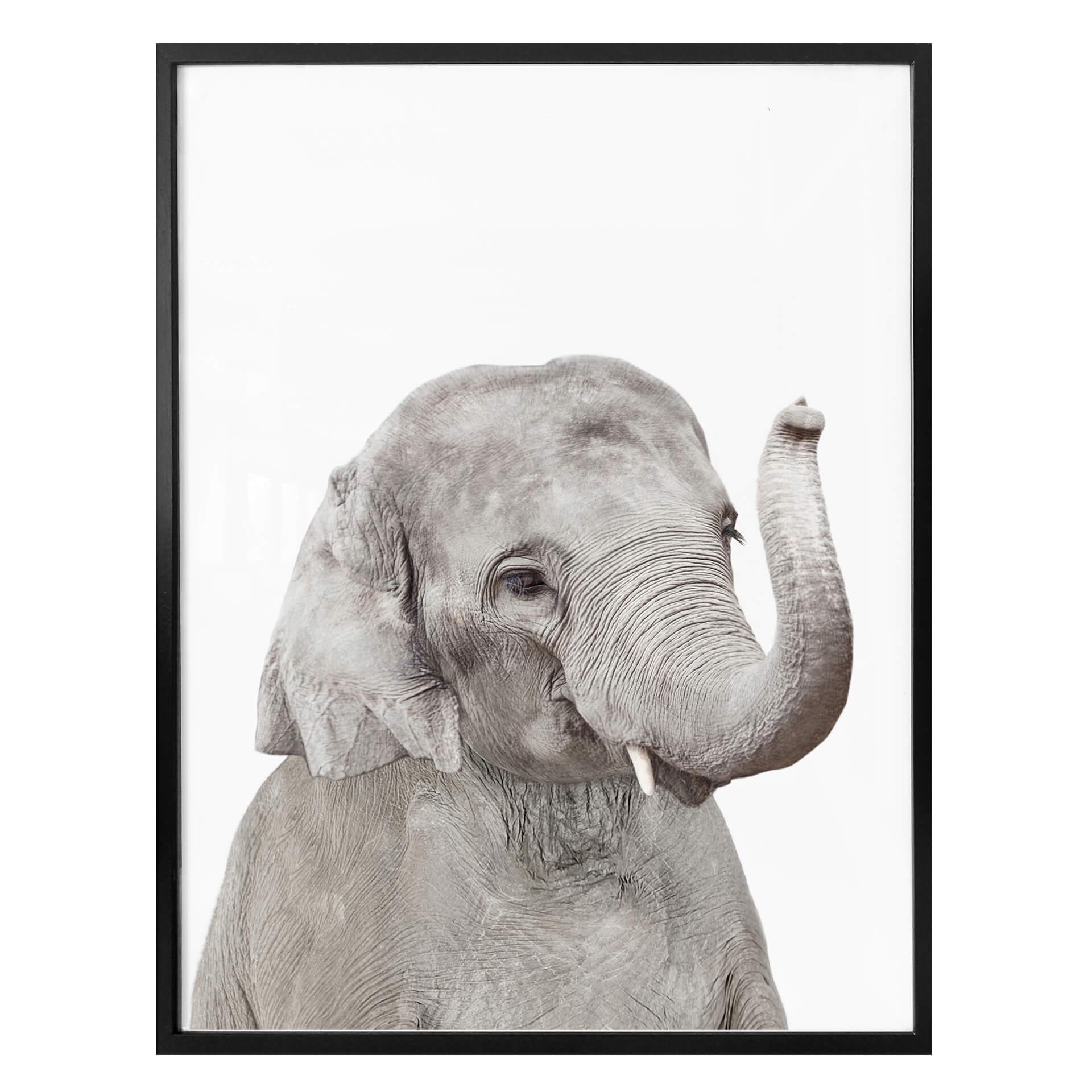 Plakat - Sisi & Seb - Baby Elephant
