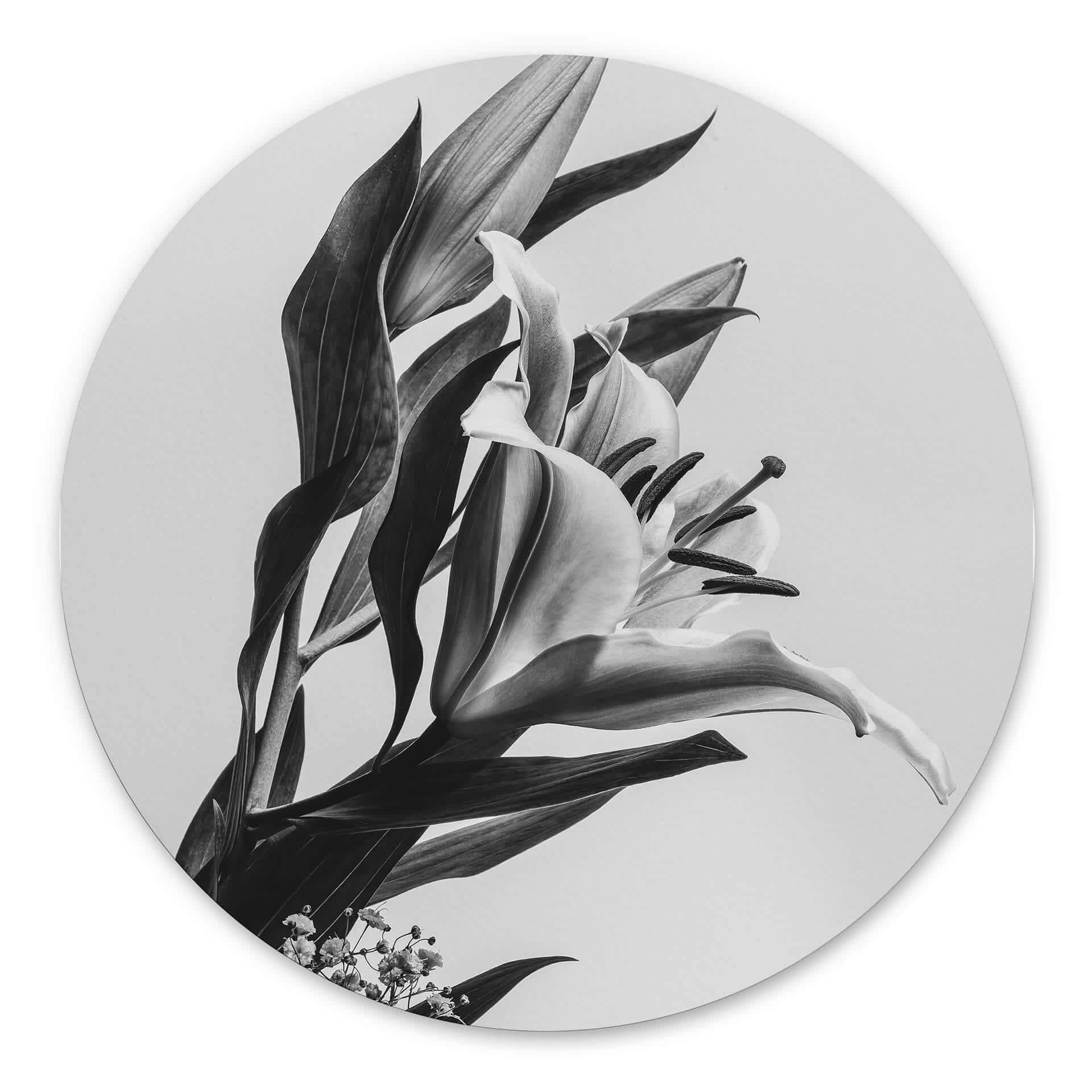 Tableau sur alu-Dibond rond Jo - Lys magique noir et blanc