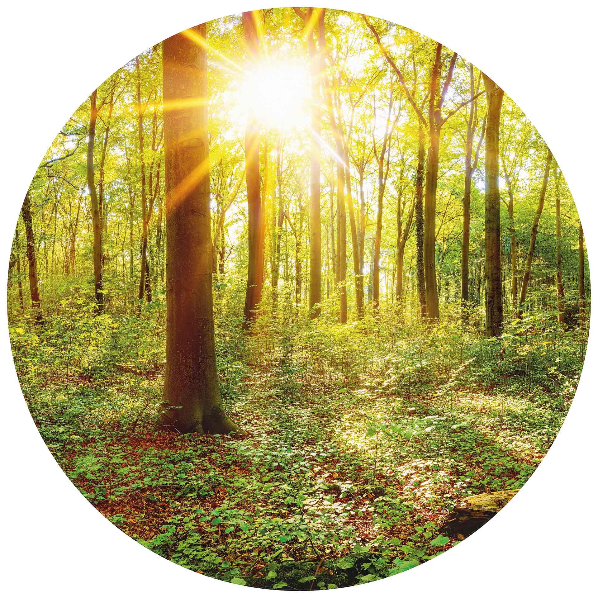 Behangcirkel Diep in het Bos - vliesbehang/zelfklevend vliesbehang