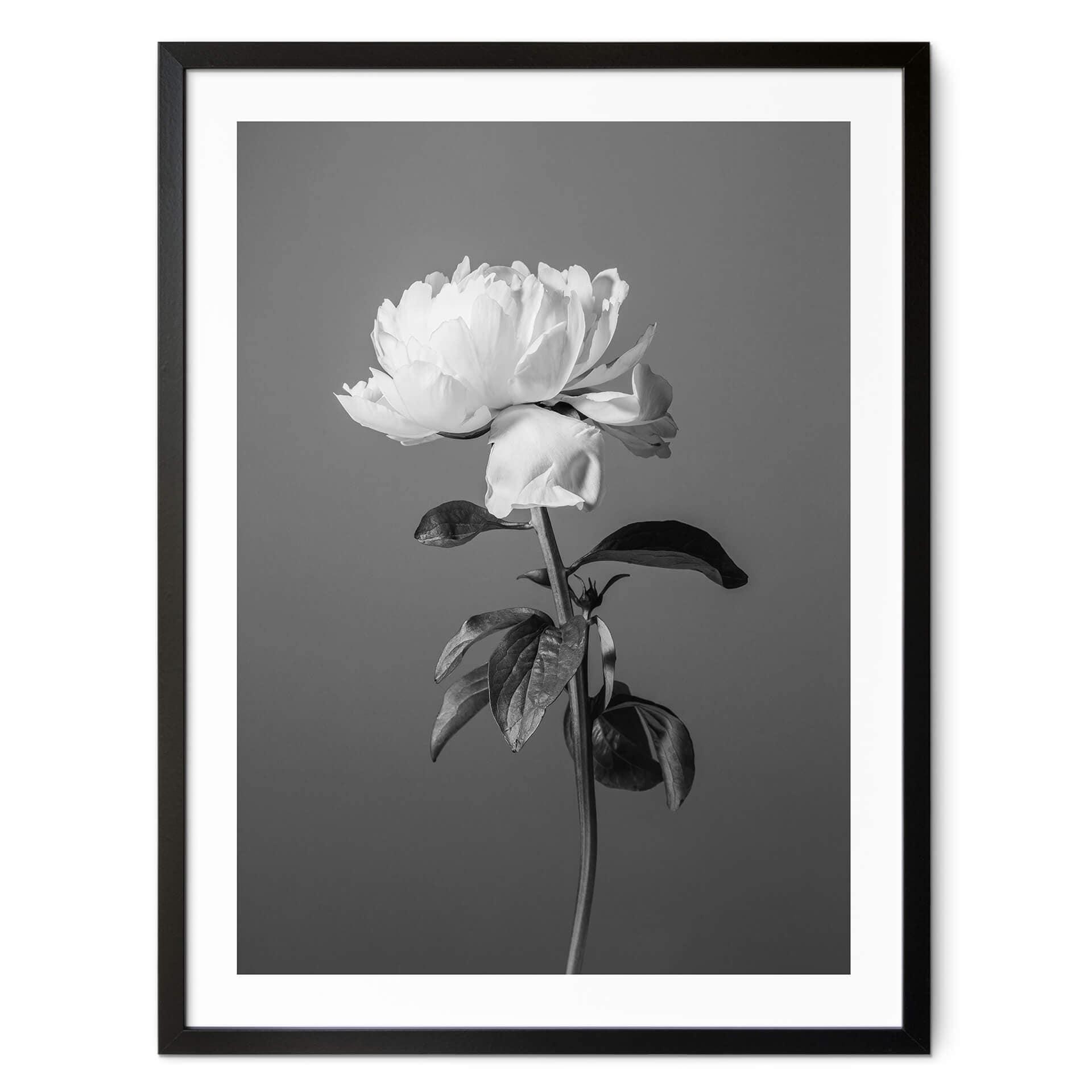 Poster 1X Studio - Peony svartvit