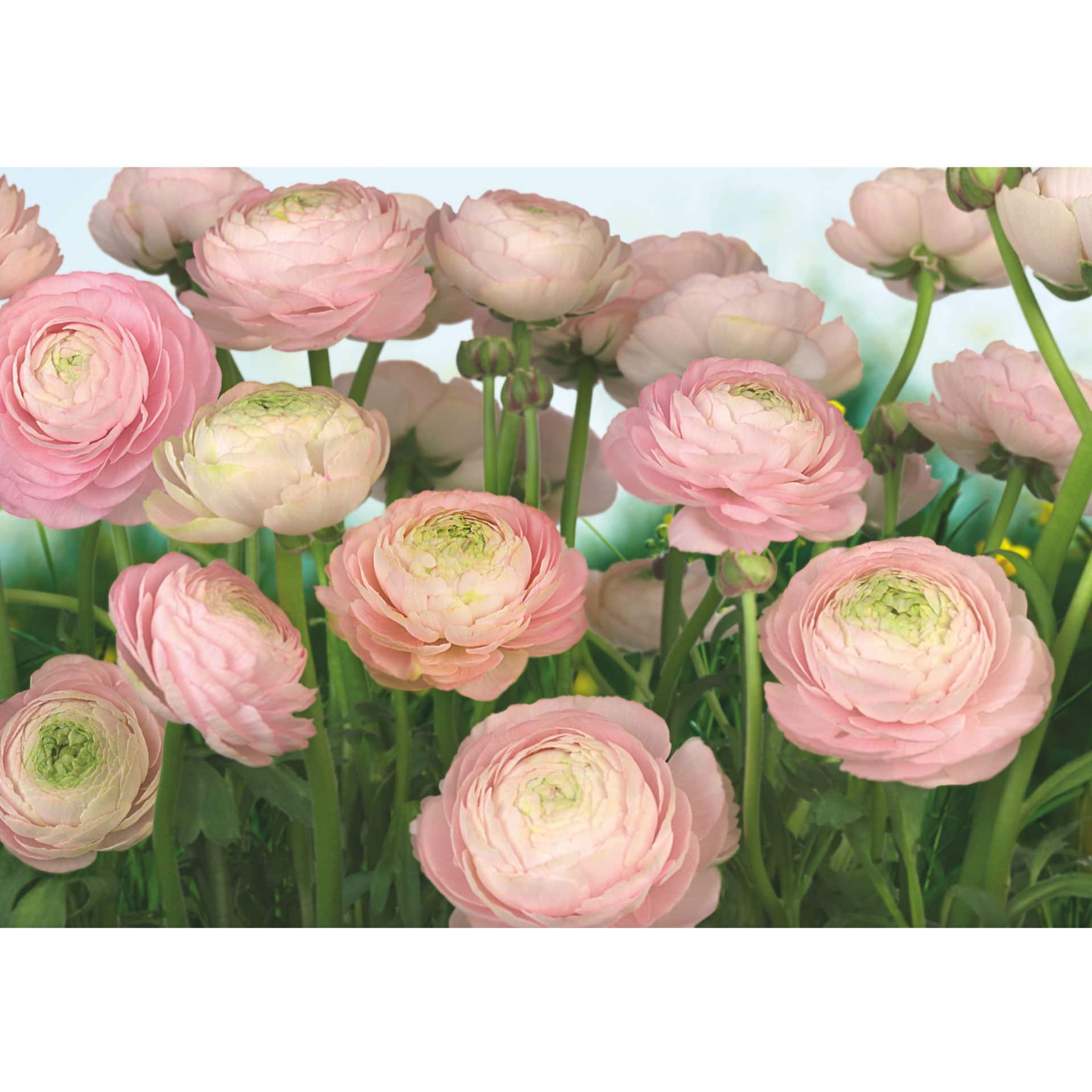 Fotobehang Papierbehang Gentle Pink