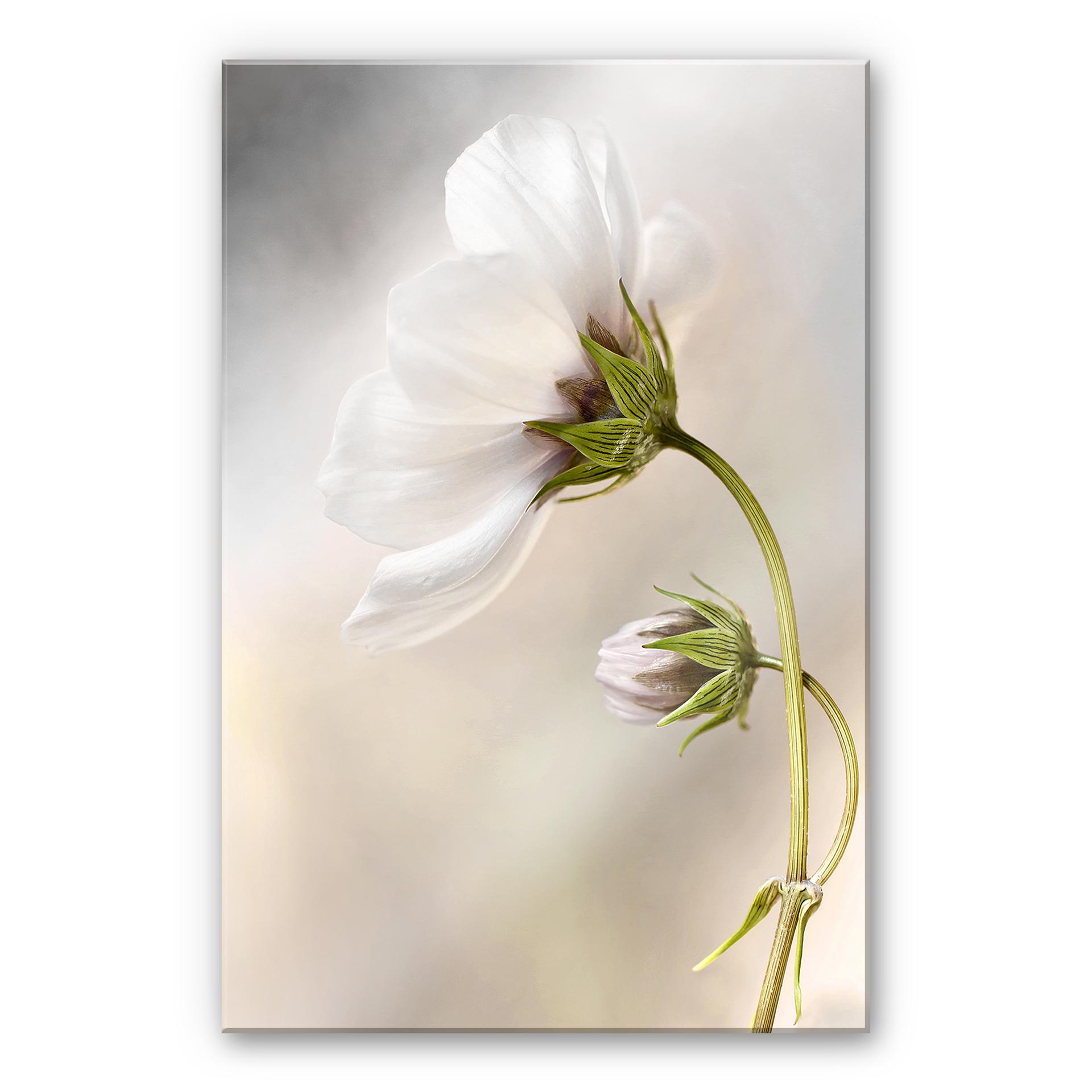 Akrylbillede Disher - Cosmos