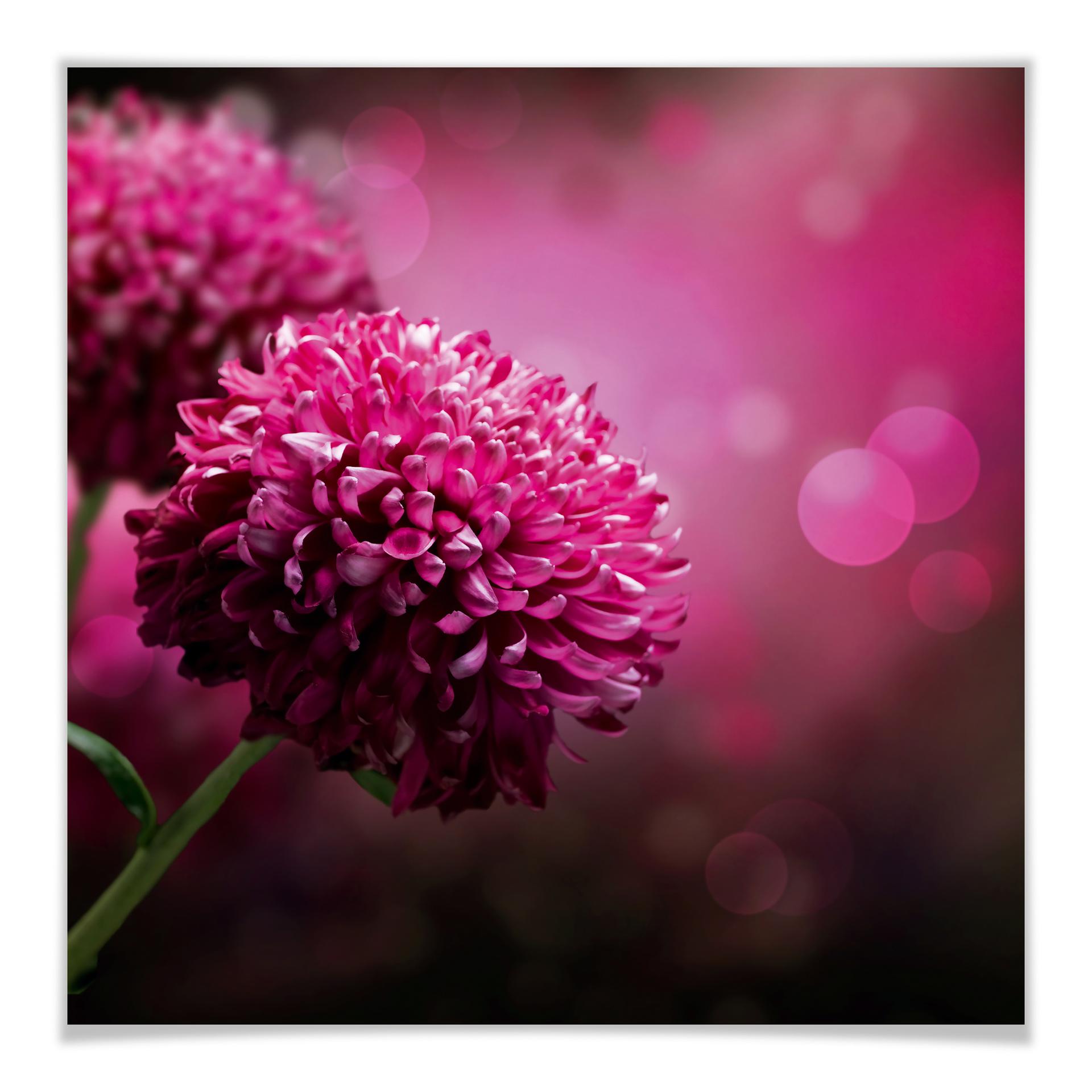 Poster - Pink Dahlia