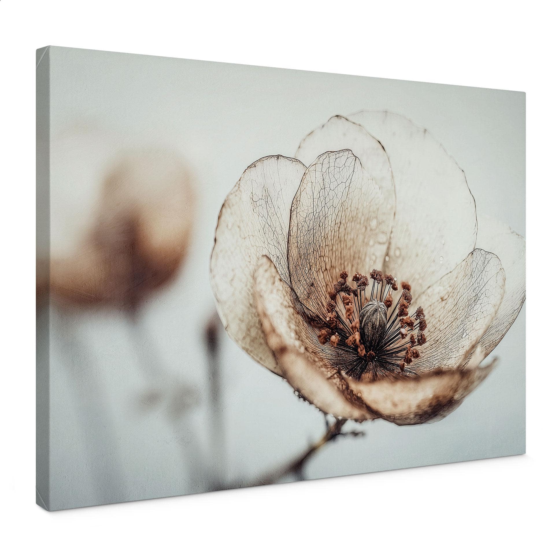 Canvasbillede tørret blomst beige natur poesi - Treechild