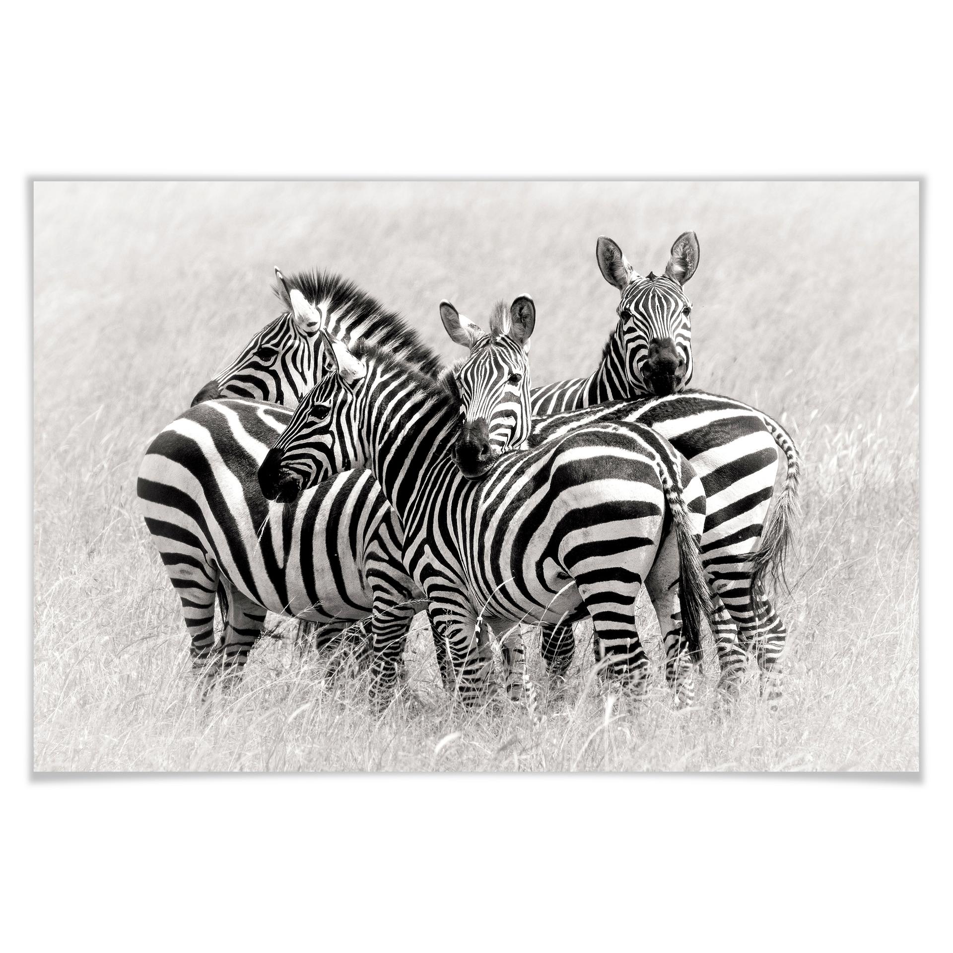 Poster - Trubitsyn - Zèbres dans la savane