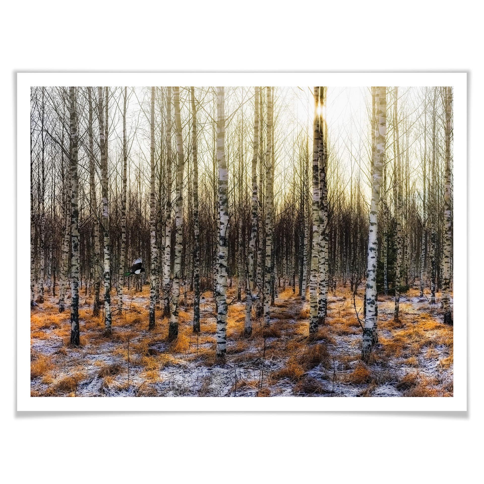Plakat - Olsen - Solskin i birkeskov