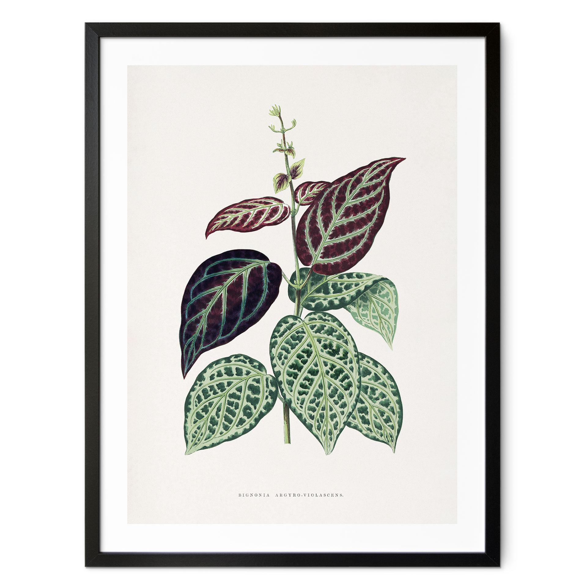 Plakat Illustration af blade - Bignonia Argyro Violascea