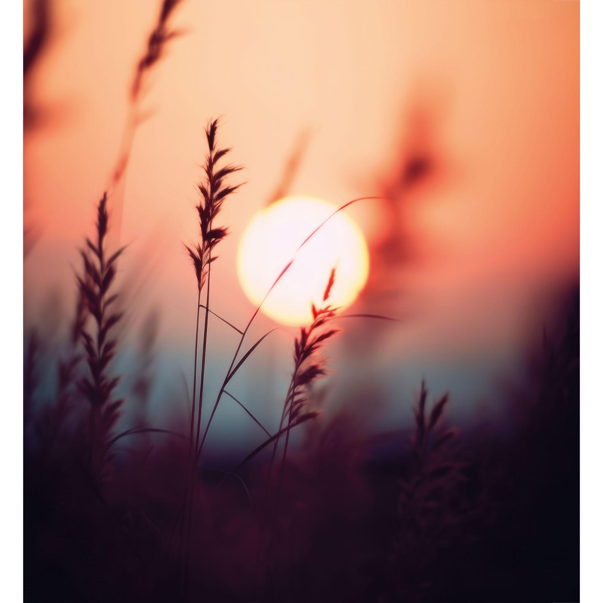 Natuur Fotobehang grassen in het licht van de stralende zon - Treechild